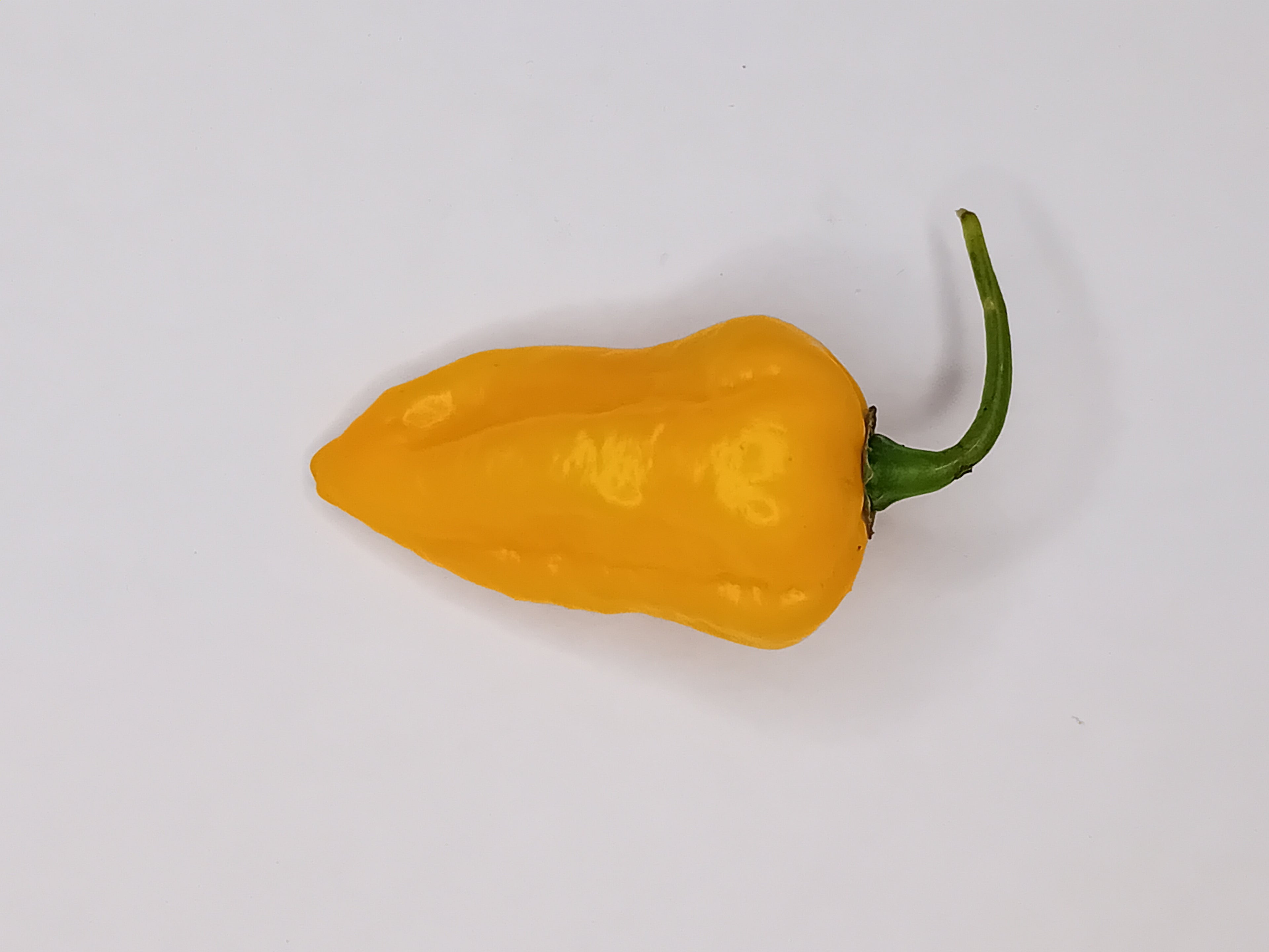 Pepper Seedling - Habanero Yucatan