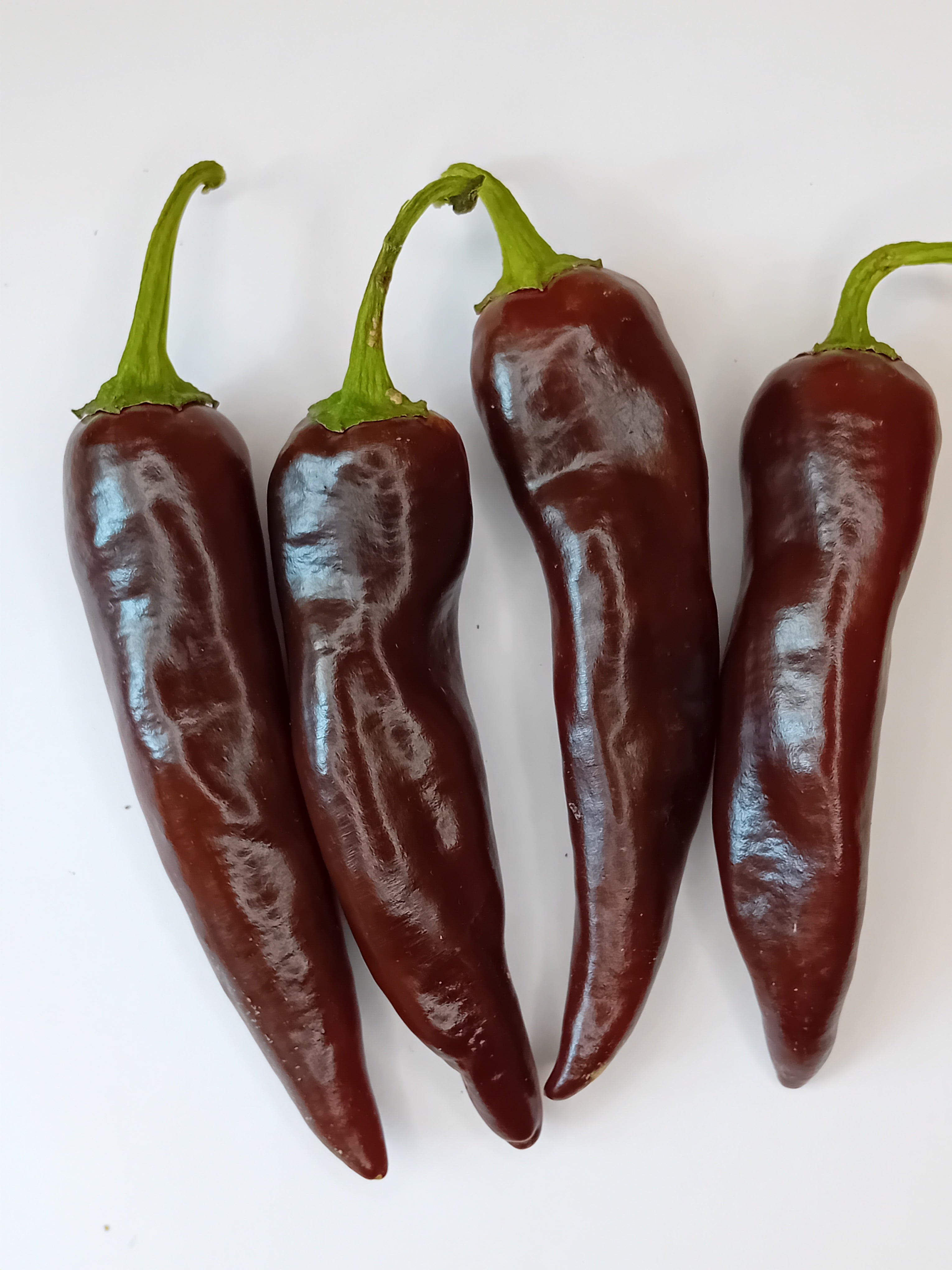 Pepper Seedling - Ethiopian Brown