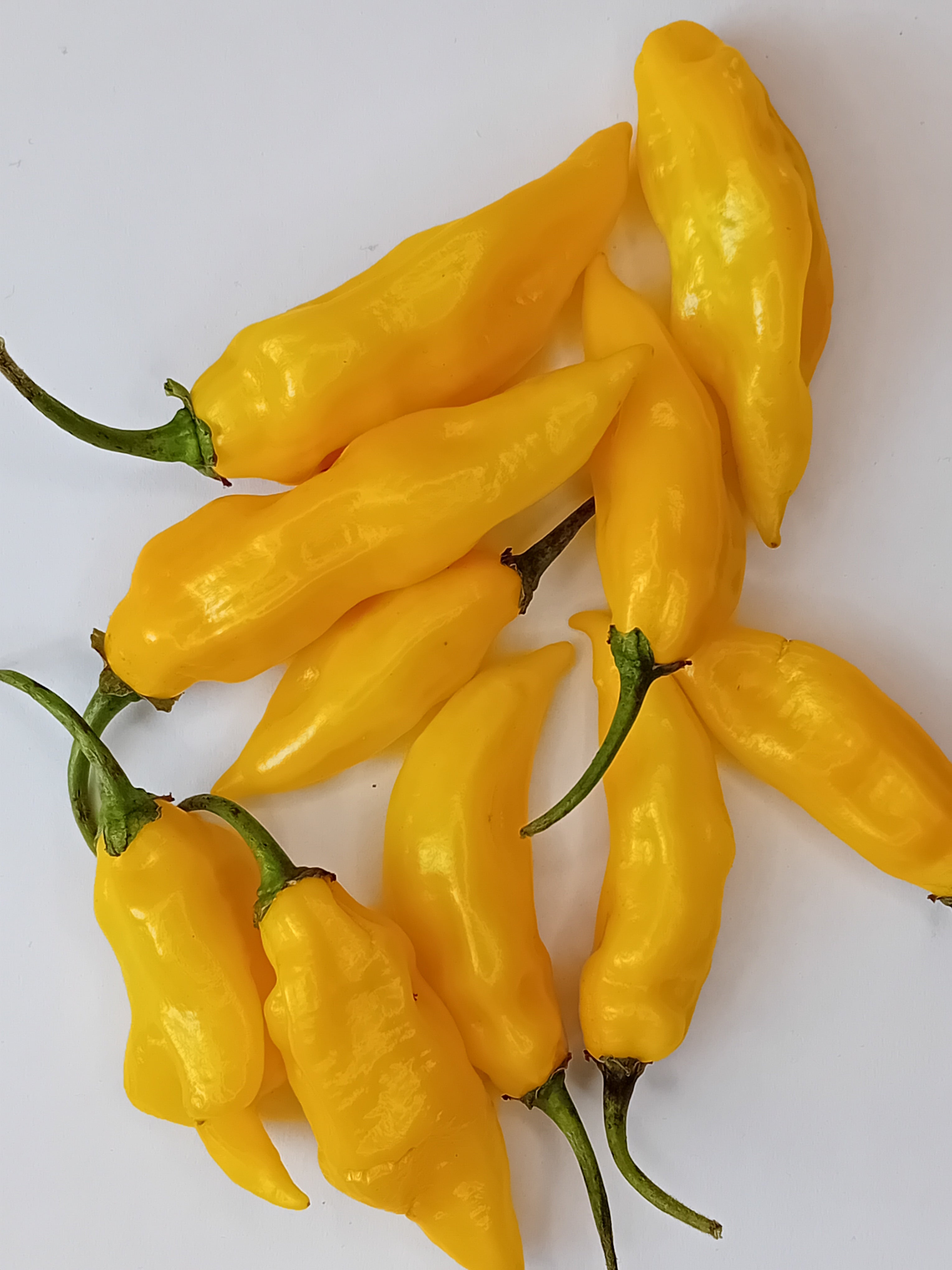 Pepper Seedling - Fatalii Yellow