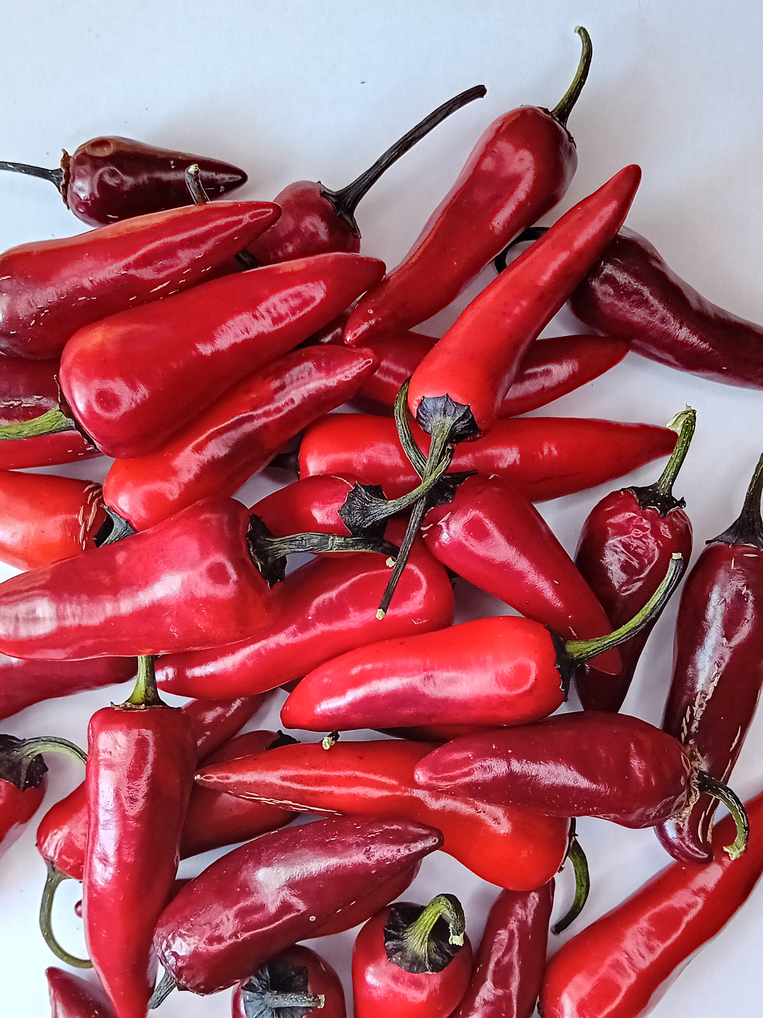 Seminţe Ardei - Vampire