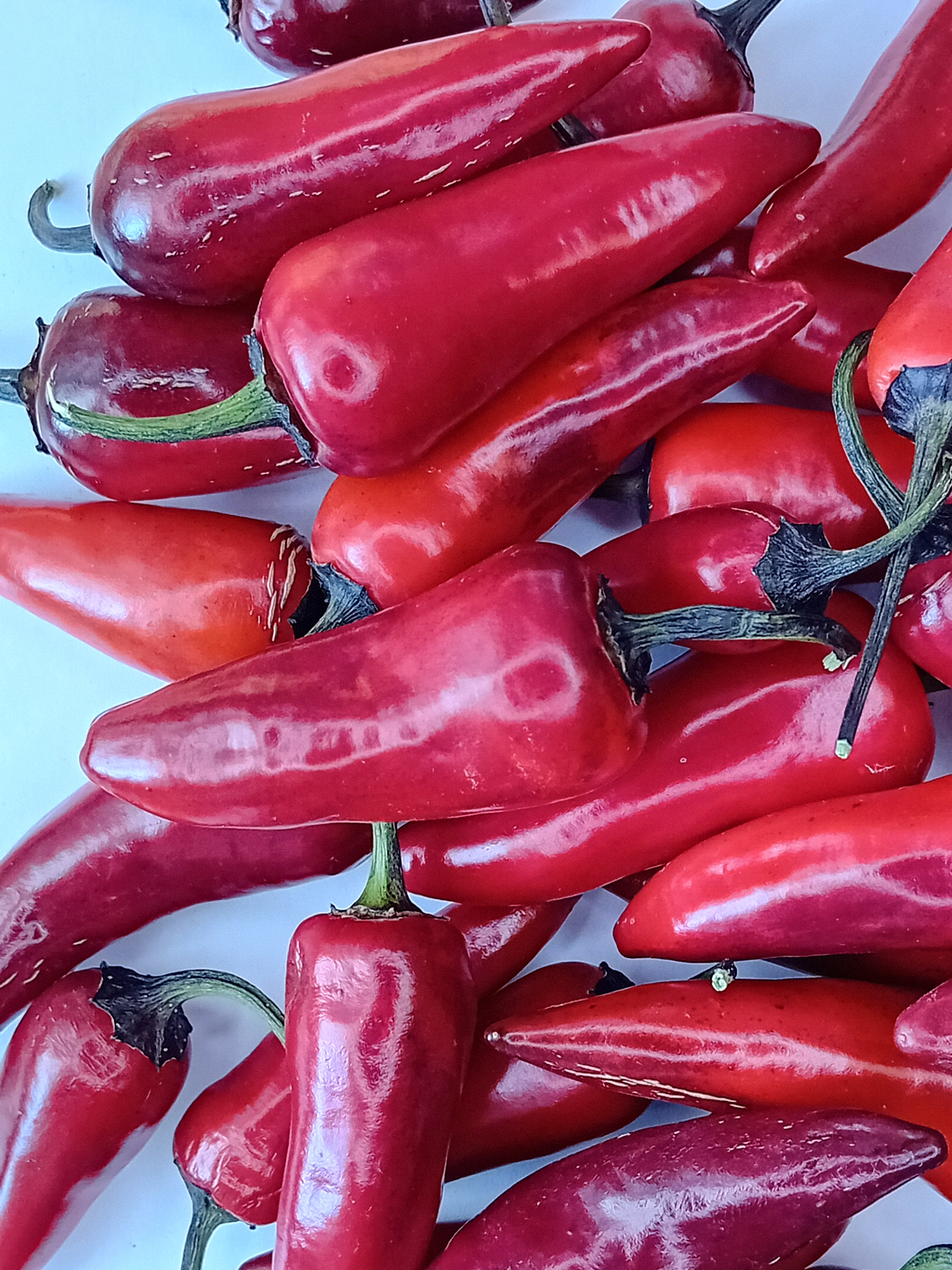 Seminţe Ardei - Vampire