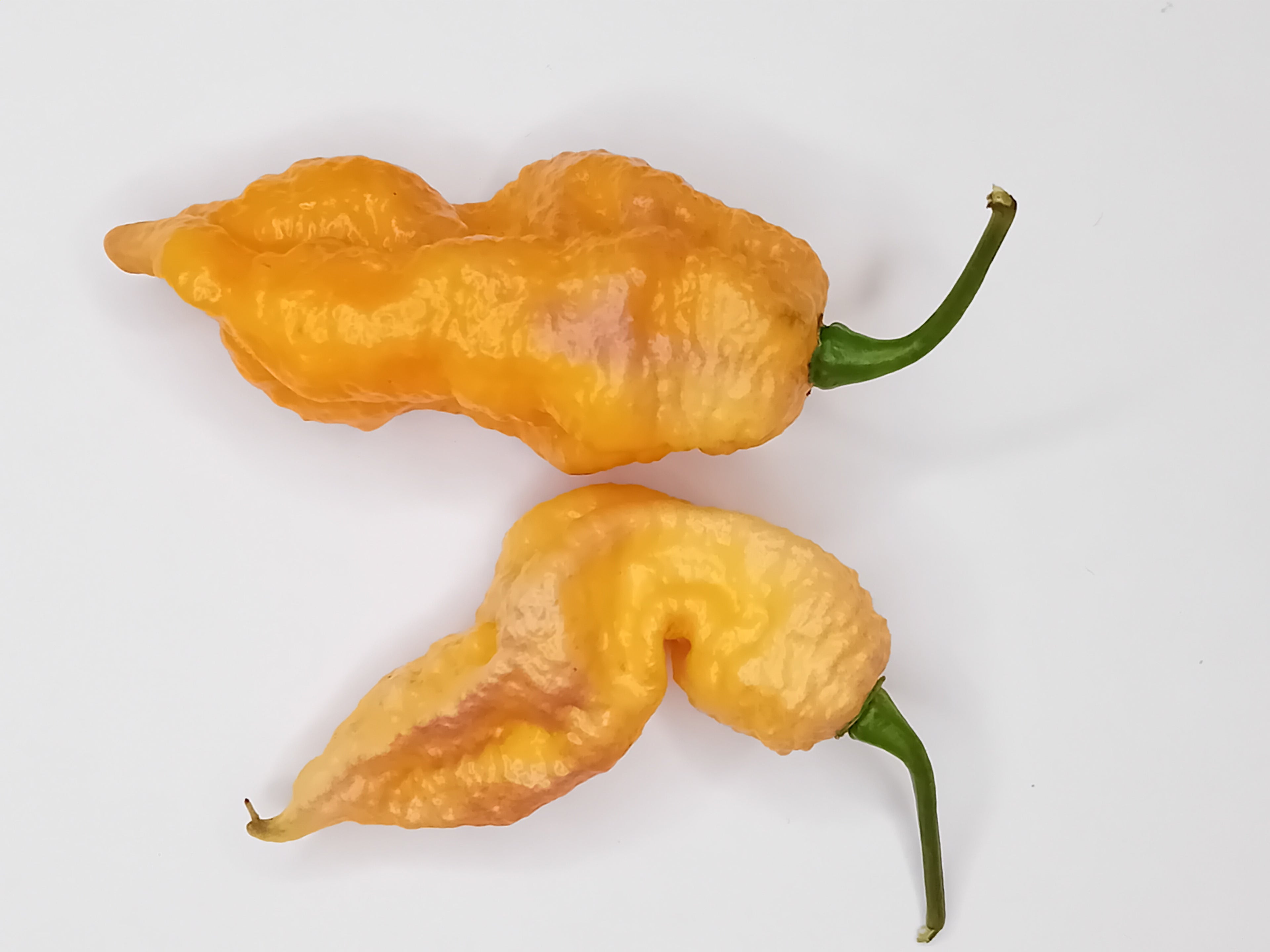 Pepper Seedling - Hurt Berry