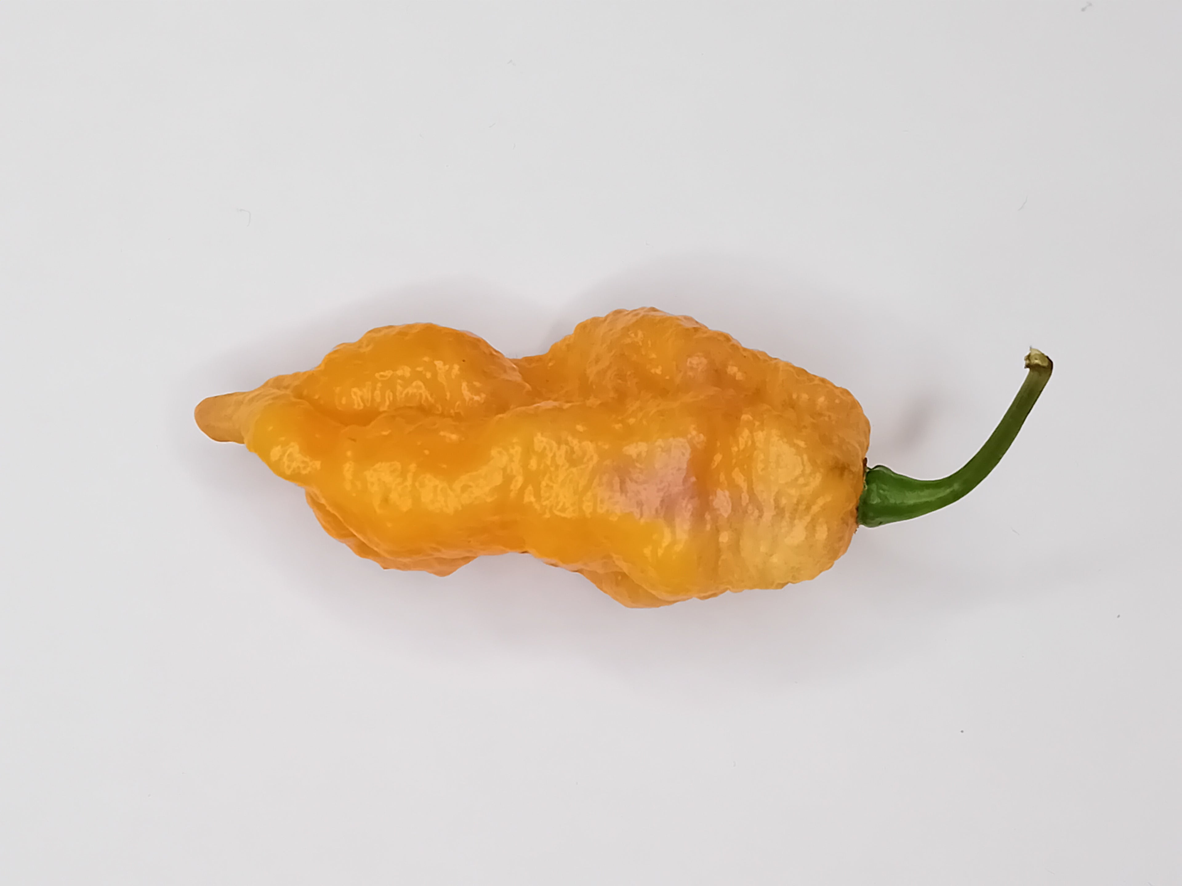 Pepper Seedling - Hurt Berry