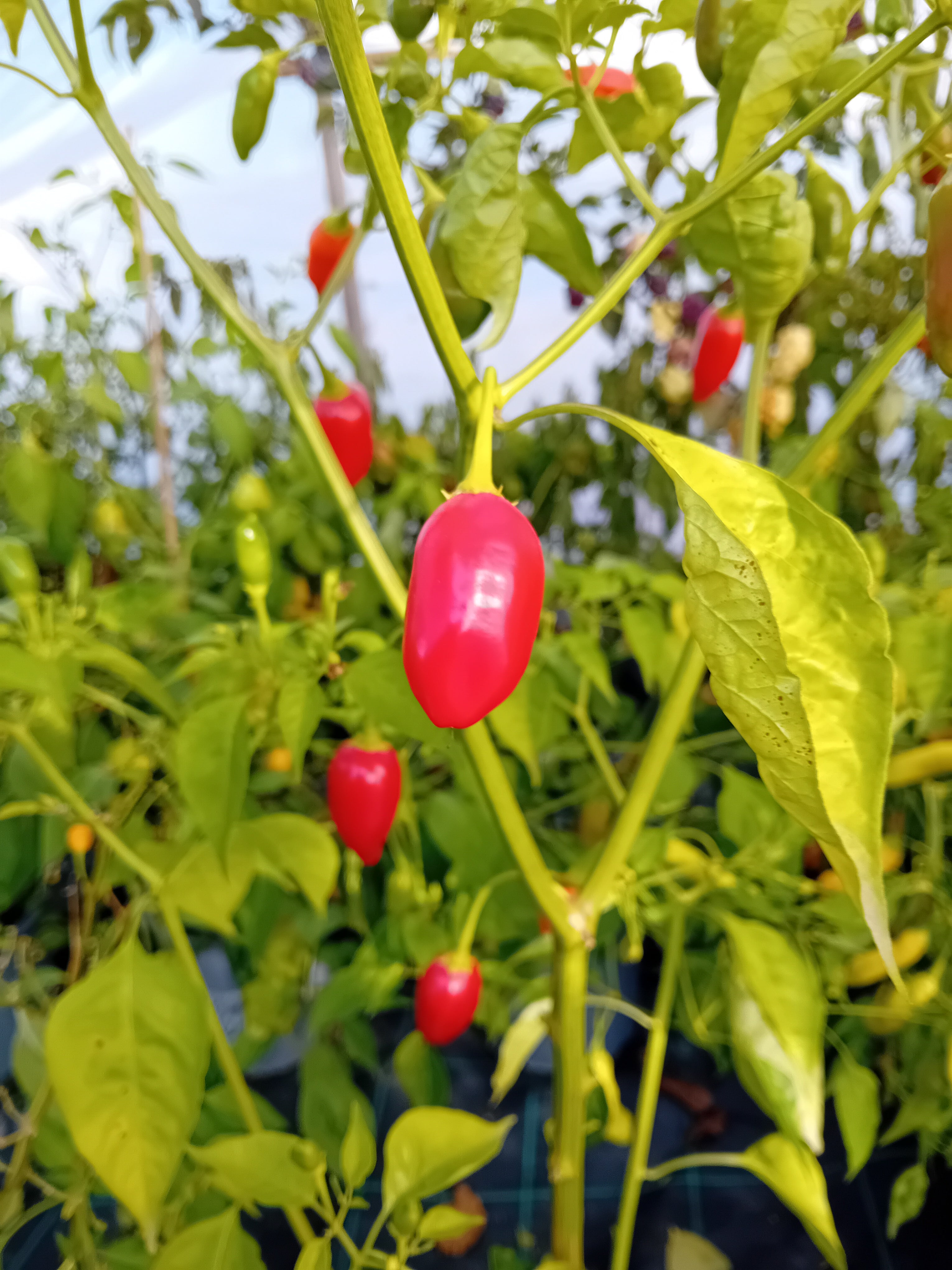 Răsad Ardei - Brazilian Red Olive