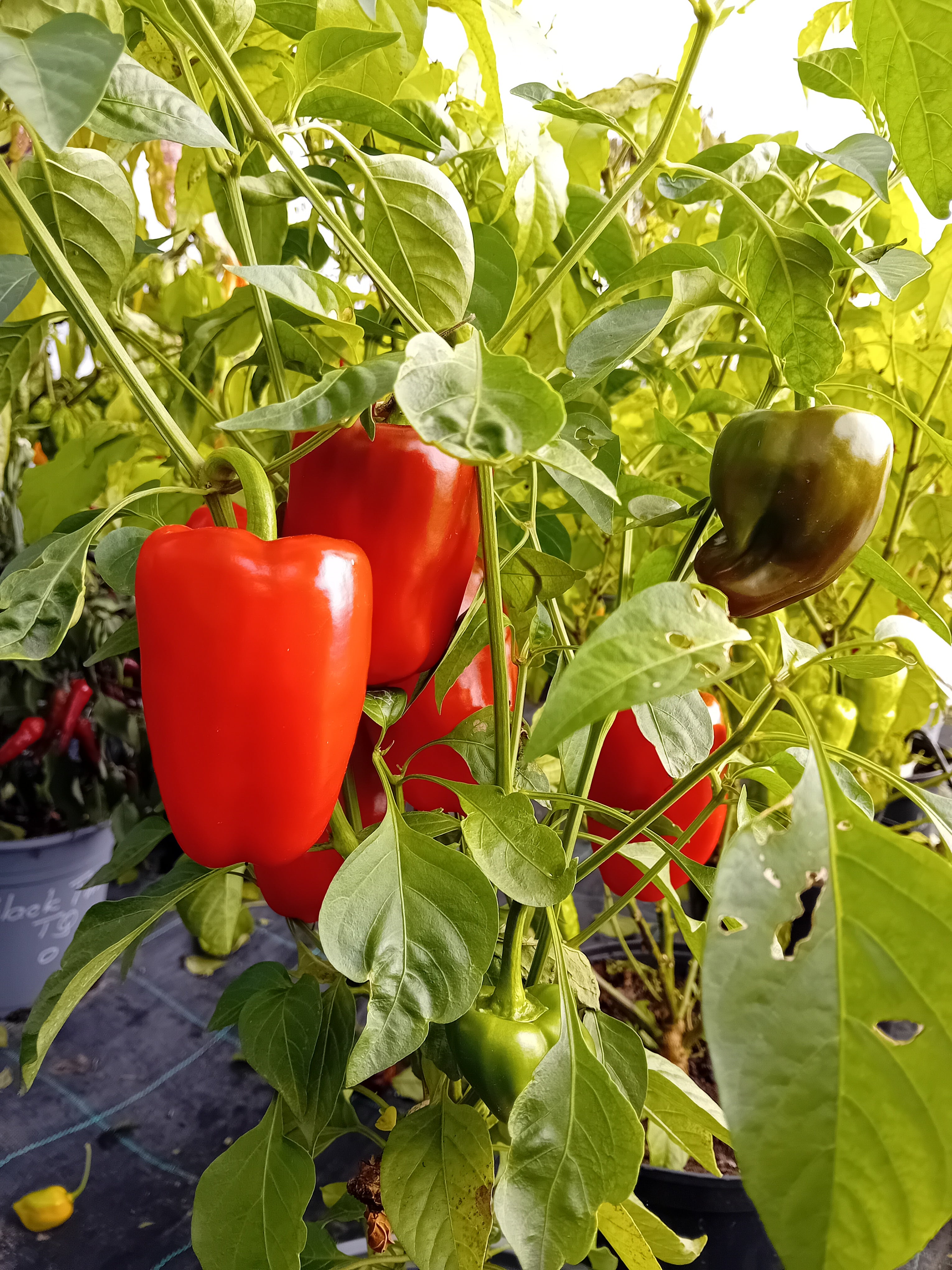 Seminţe Ardei - Pimento D'Espelette