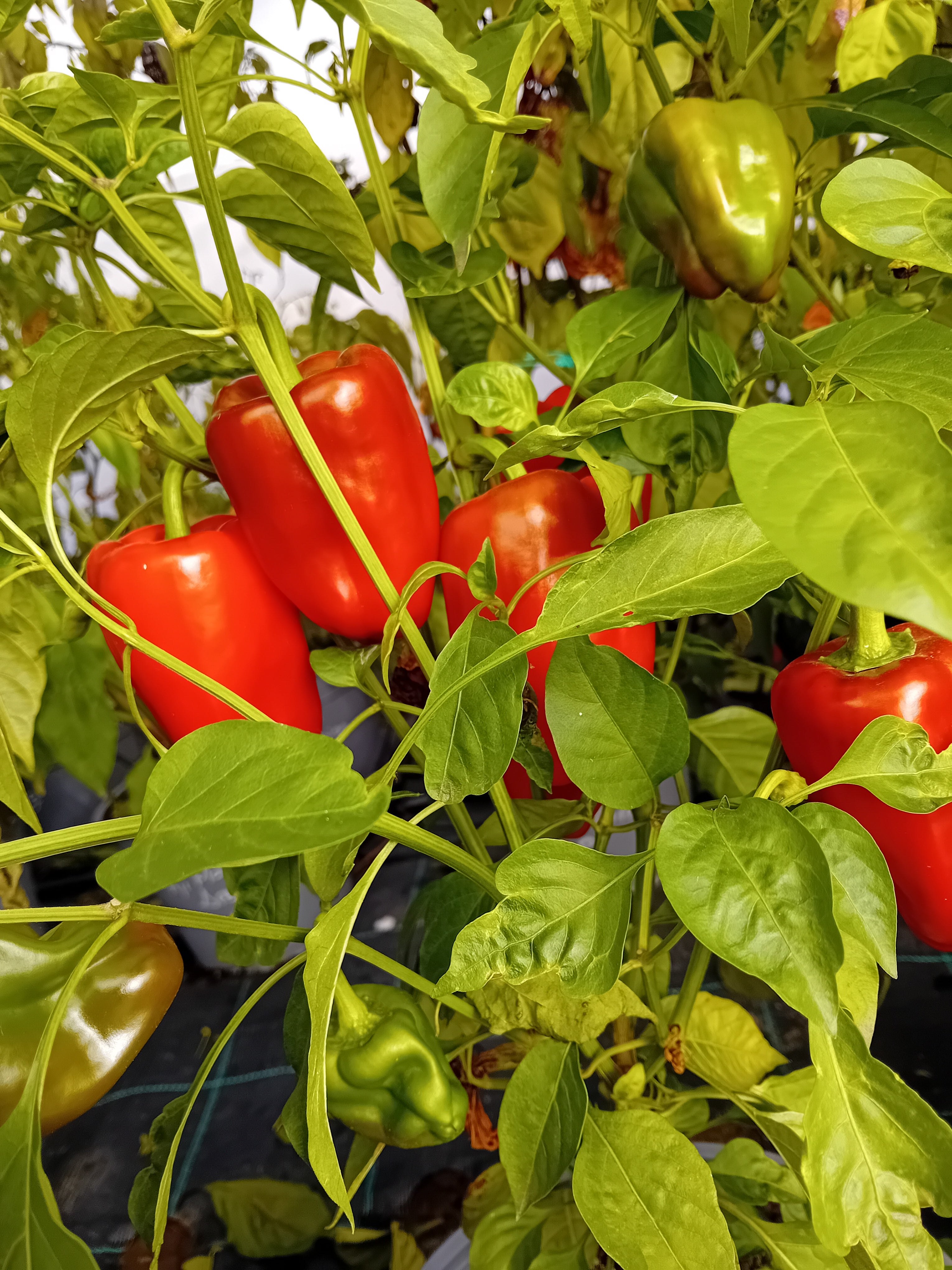 Seminţe Ardei - Pimento D'Espelette