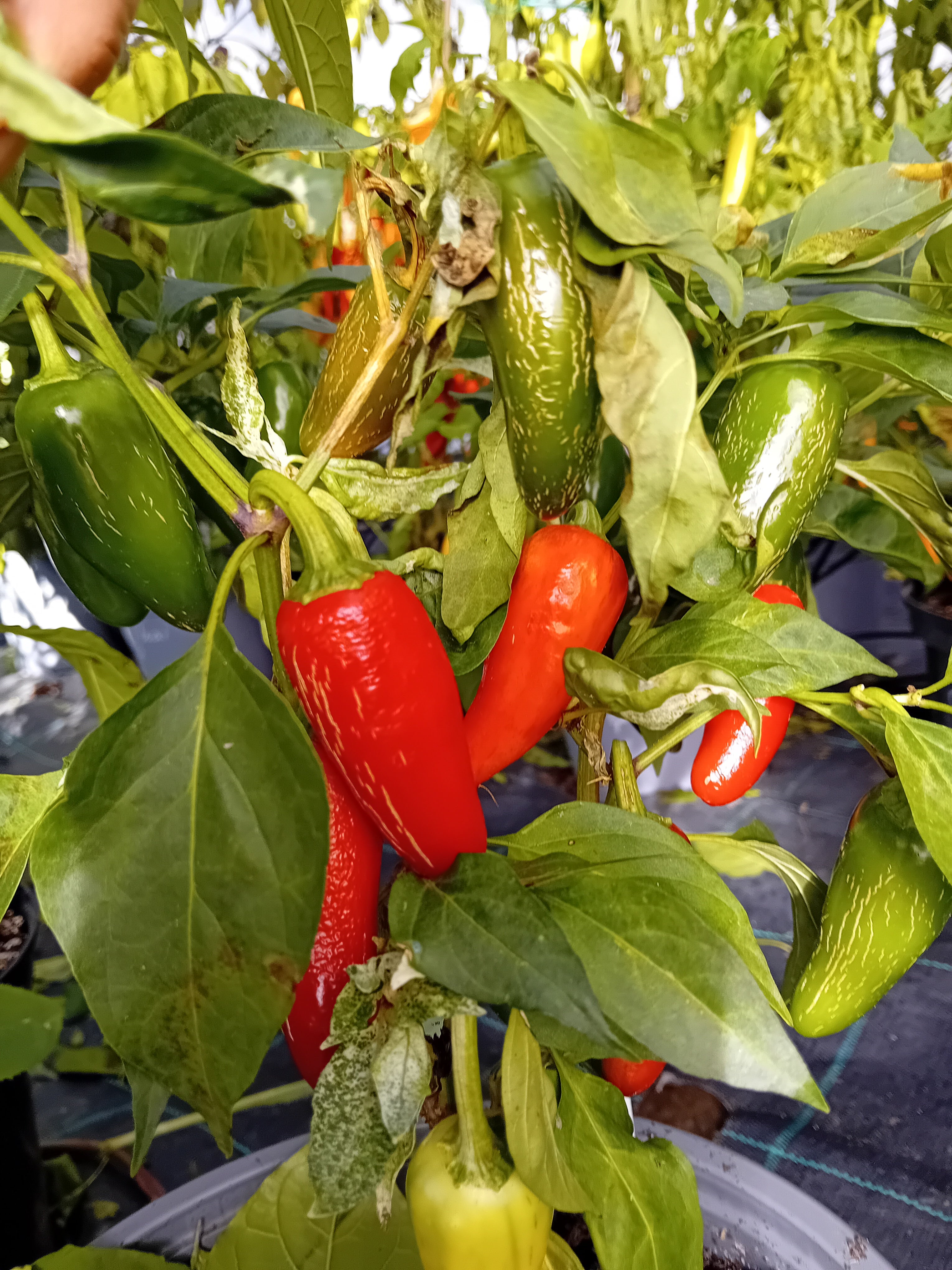 Seminţe Ardei - Jalapeno Red