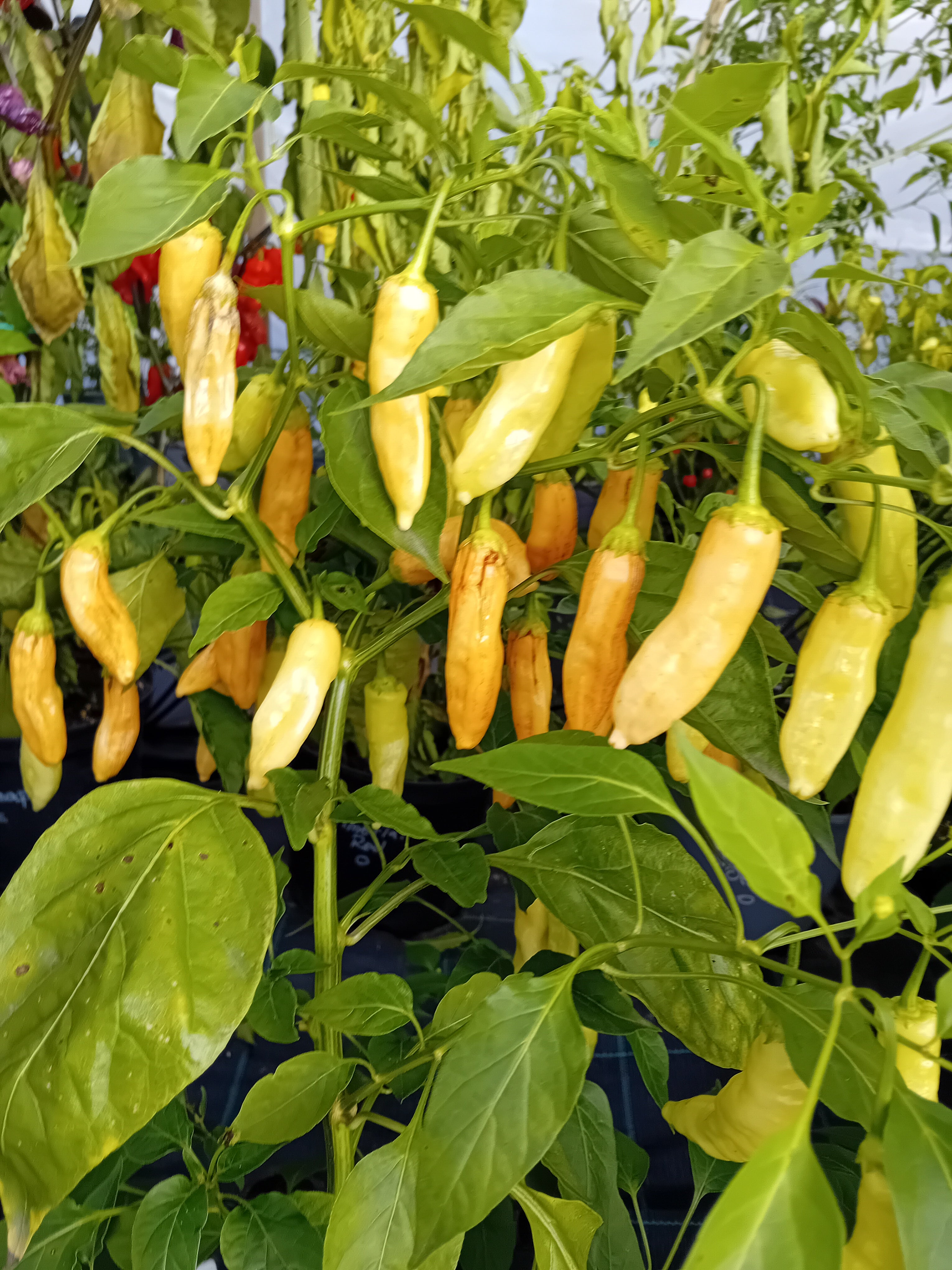 Răsad Ardei - Golden Cristal