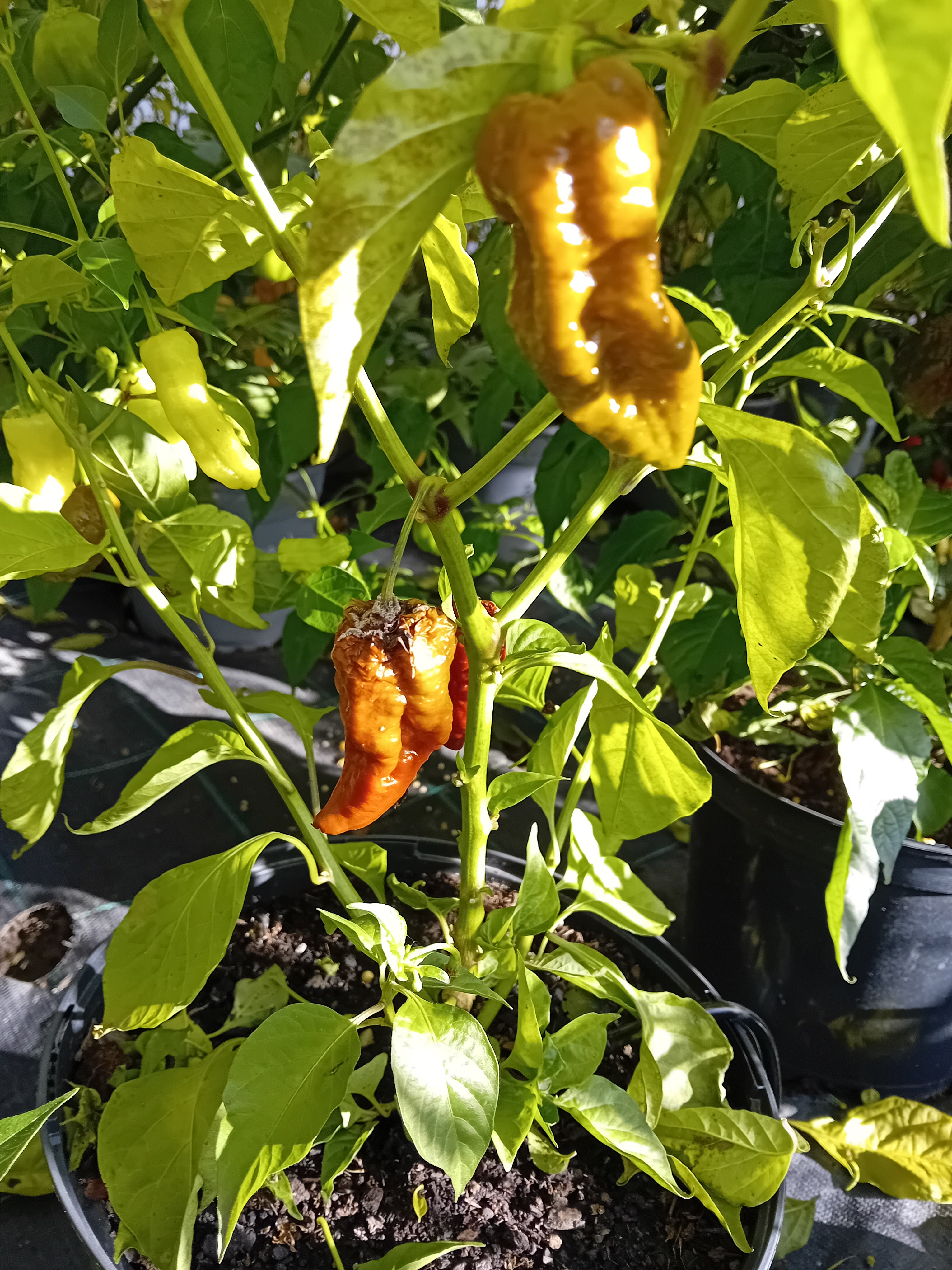 Răsad Ardei - 3MSHU Chocolate