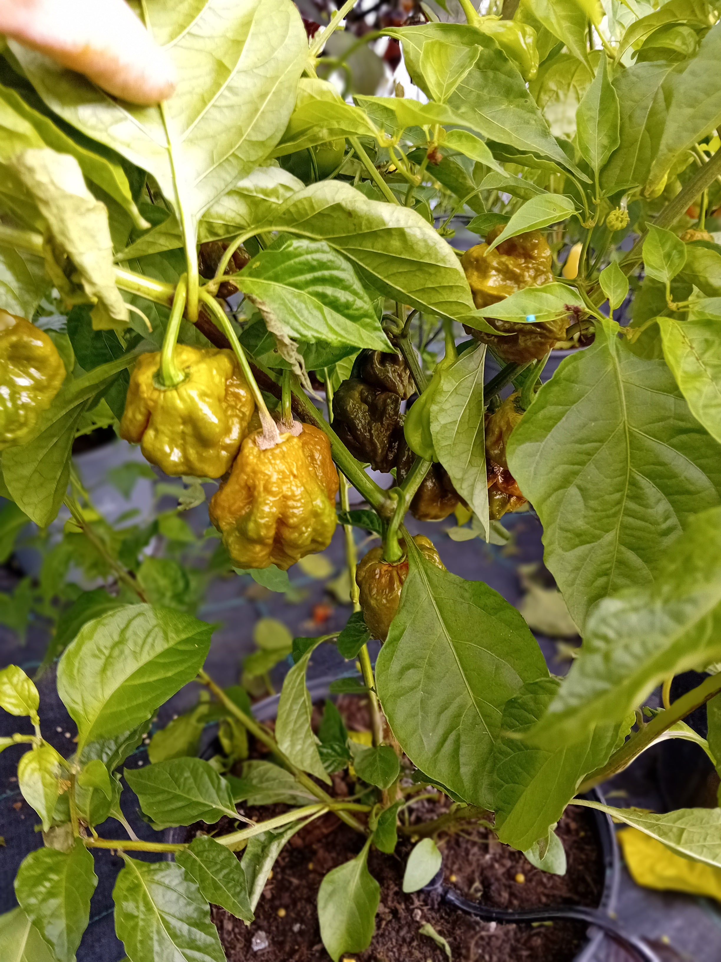 Seminţe Ardei - Scorpion Hulk