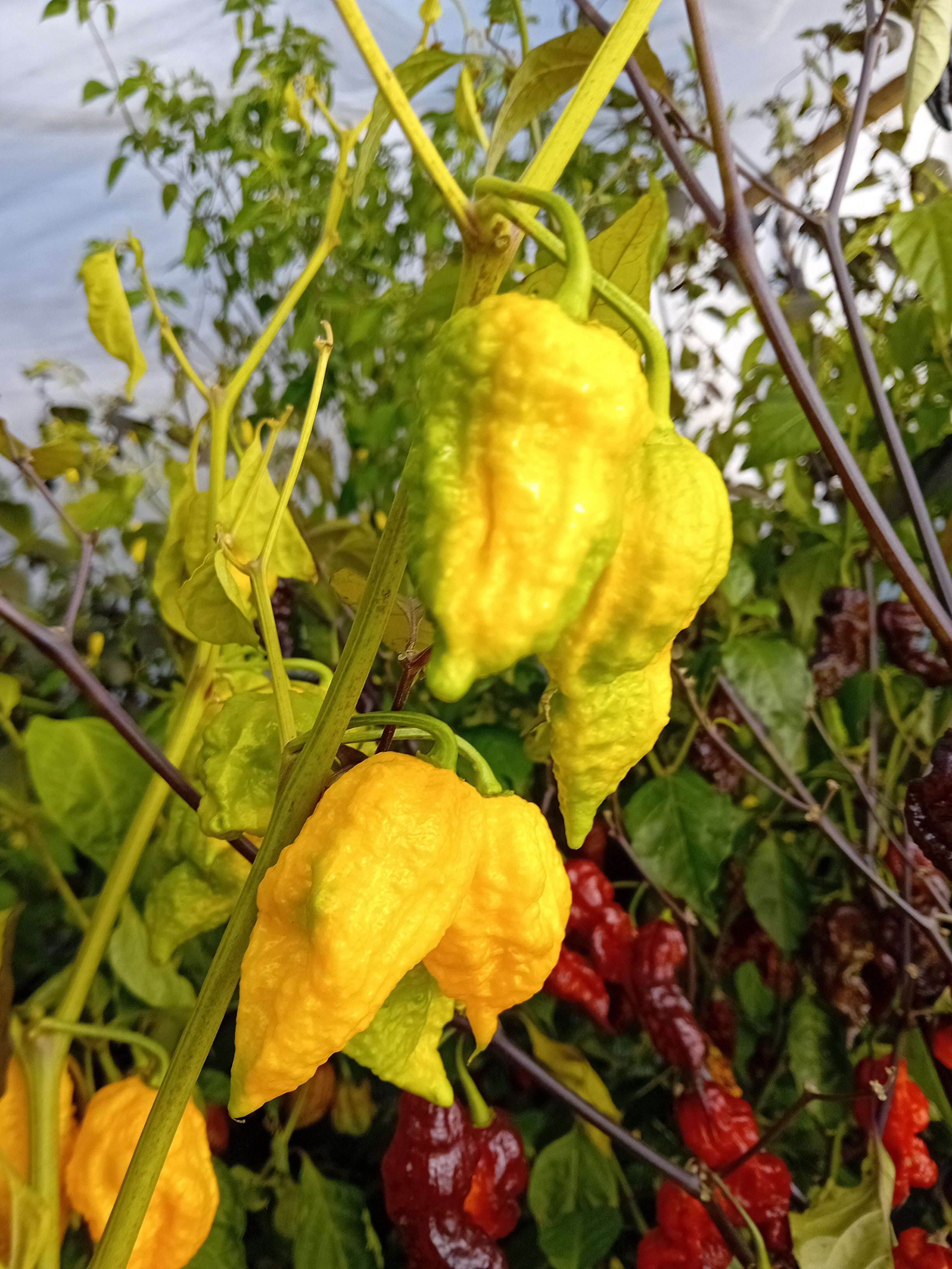 Seminţe Ardei - Yellow Feaver