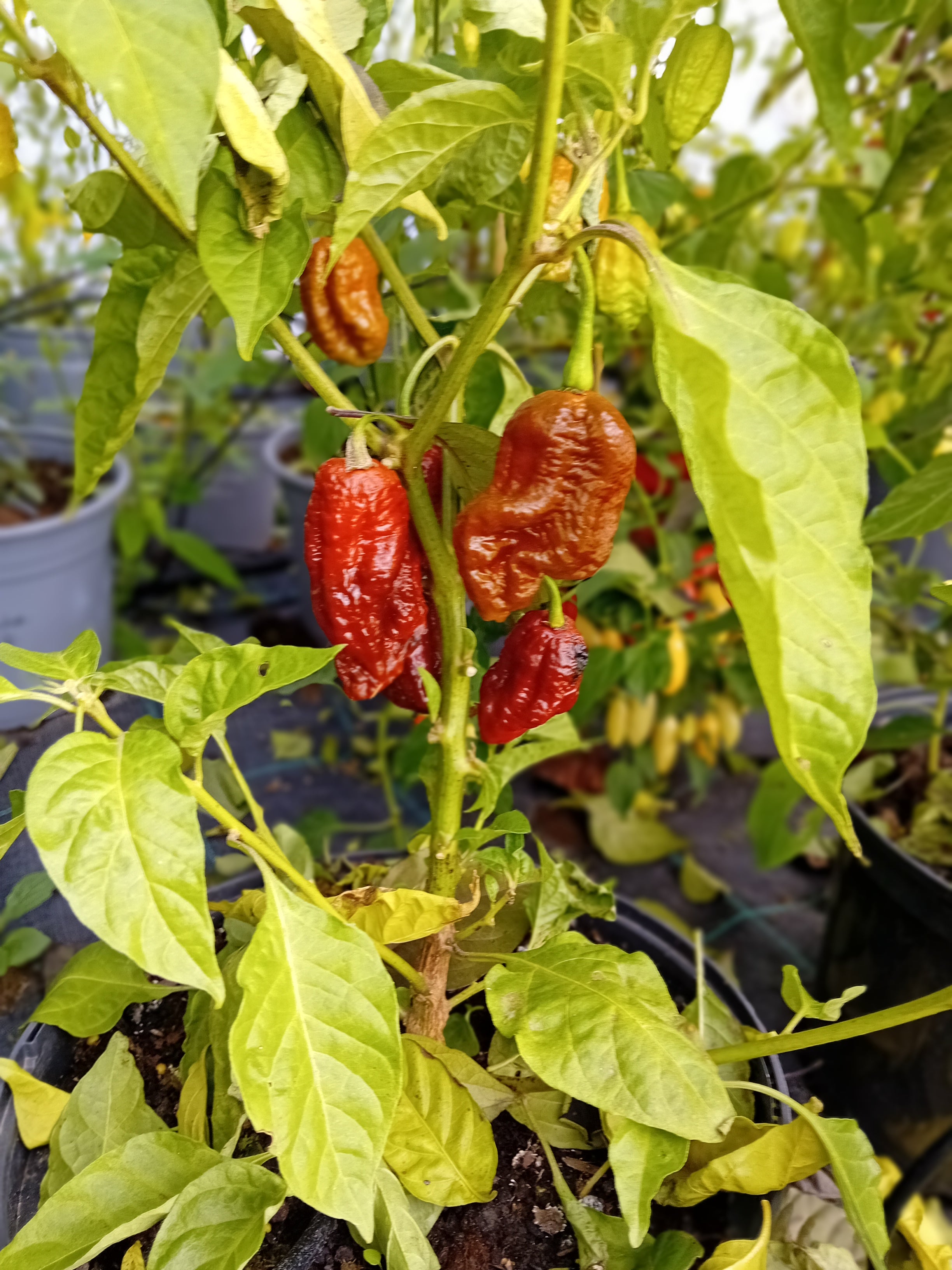 Răsad Ardei - Death Spiral x Amnesia