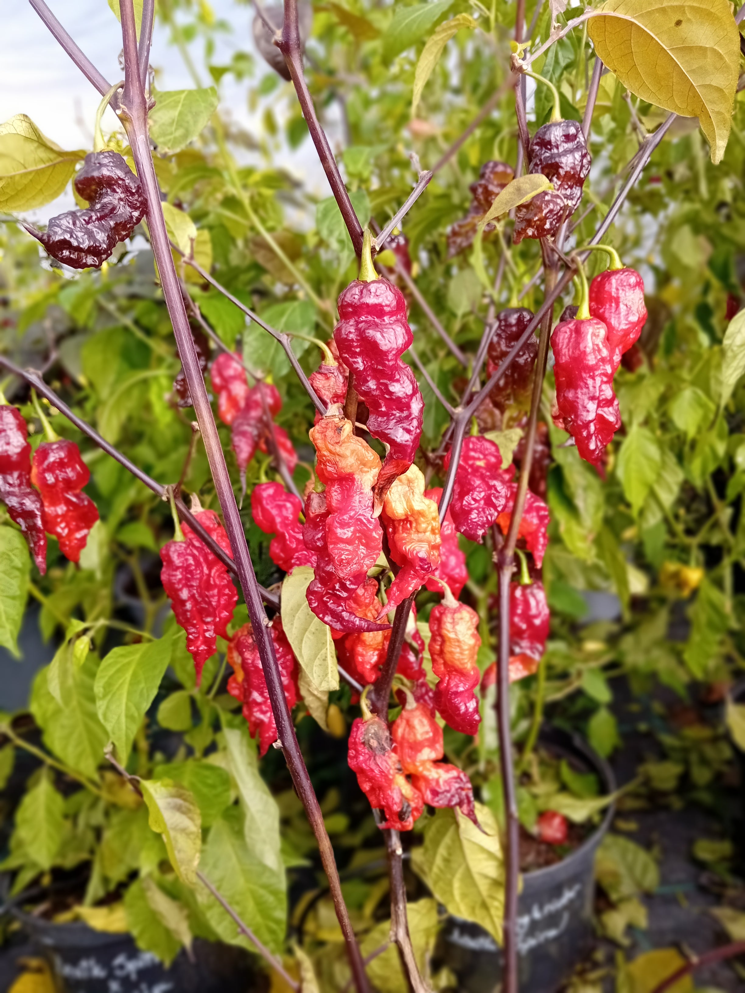 Seminţe Ardei - Purple Reaper x Naga Tiger