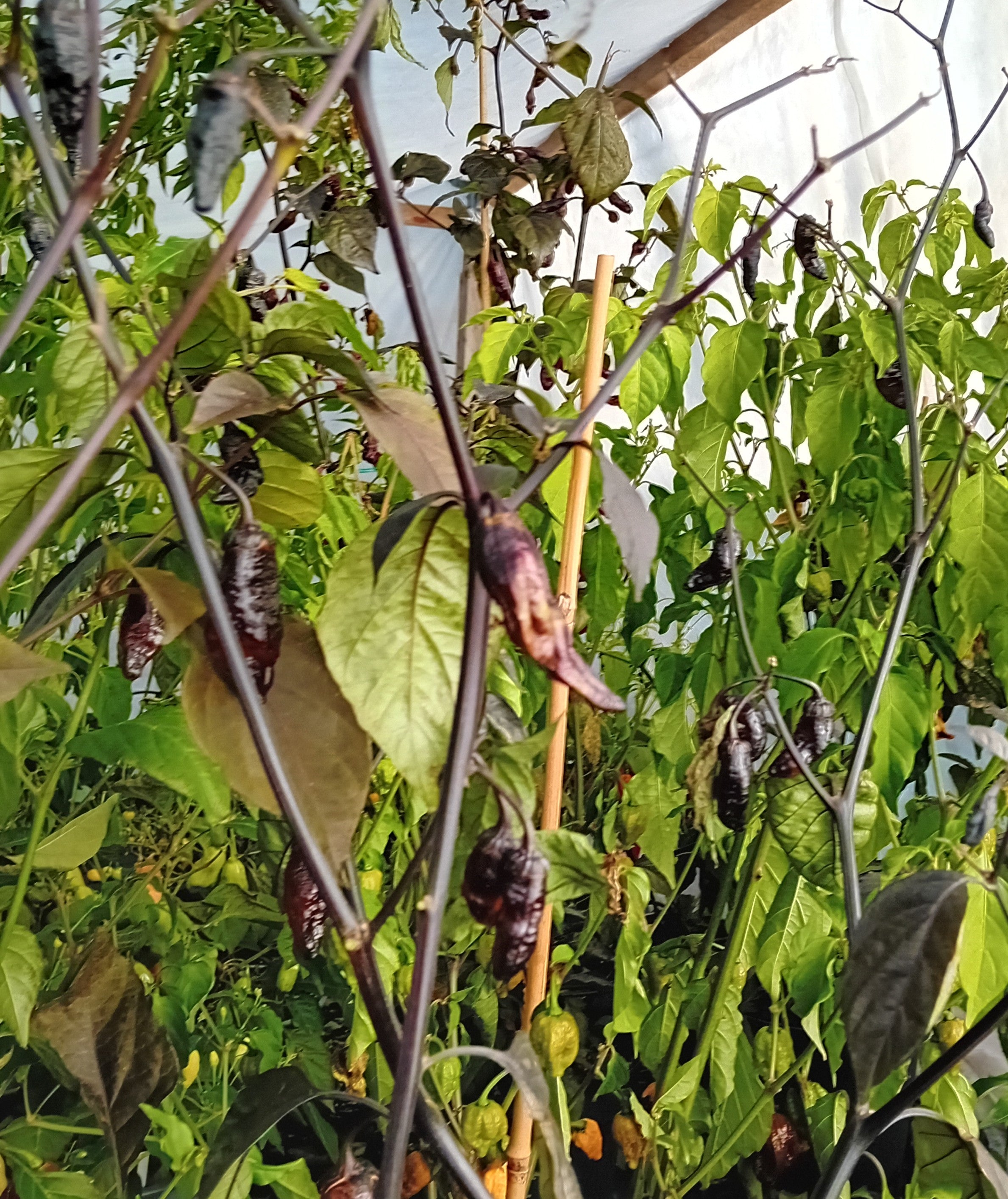 Seminţe Ardei - Purple Thundergum