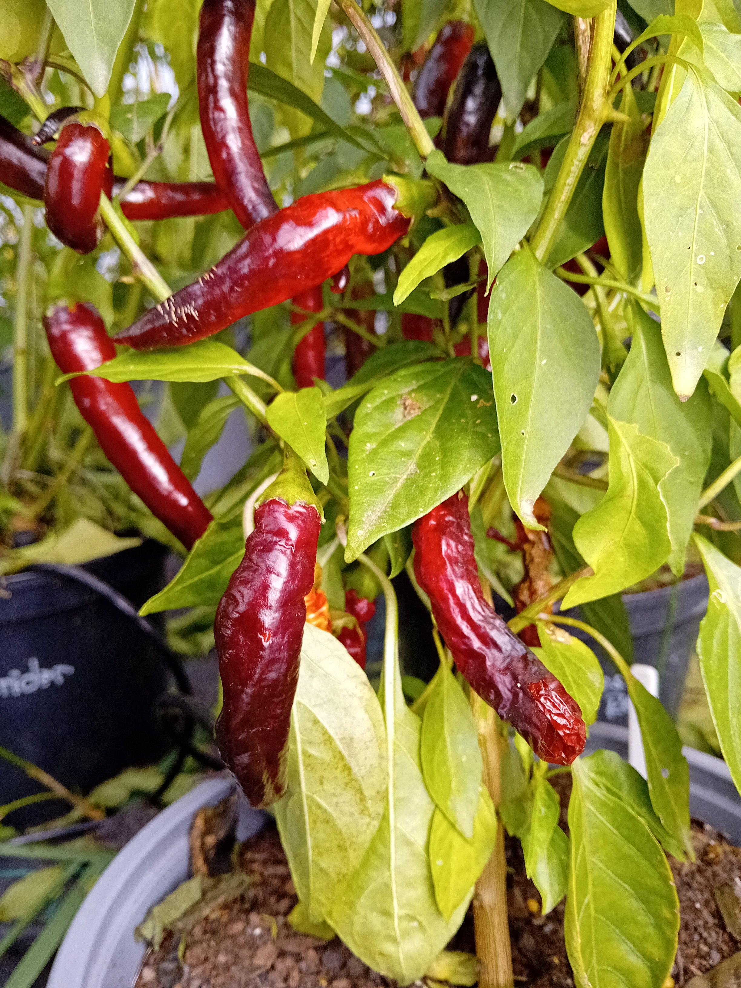 Răsad Ardei - Black Prince