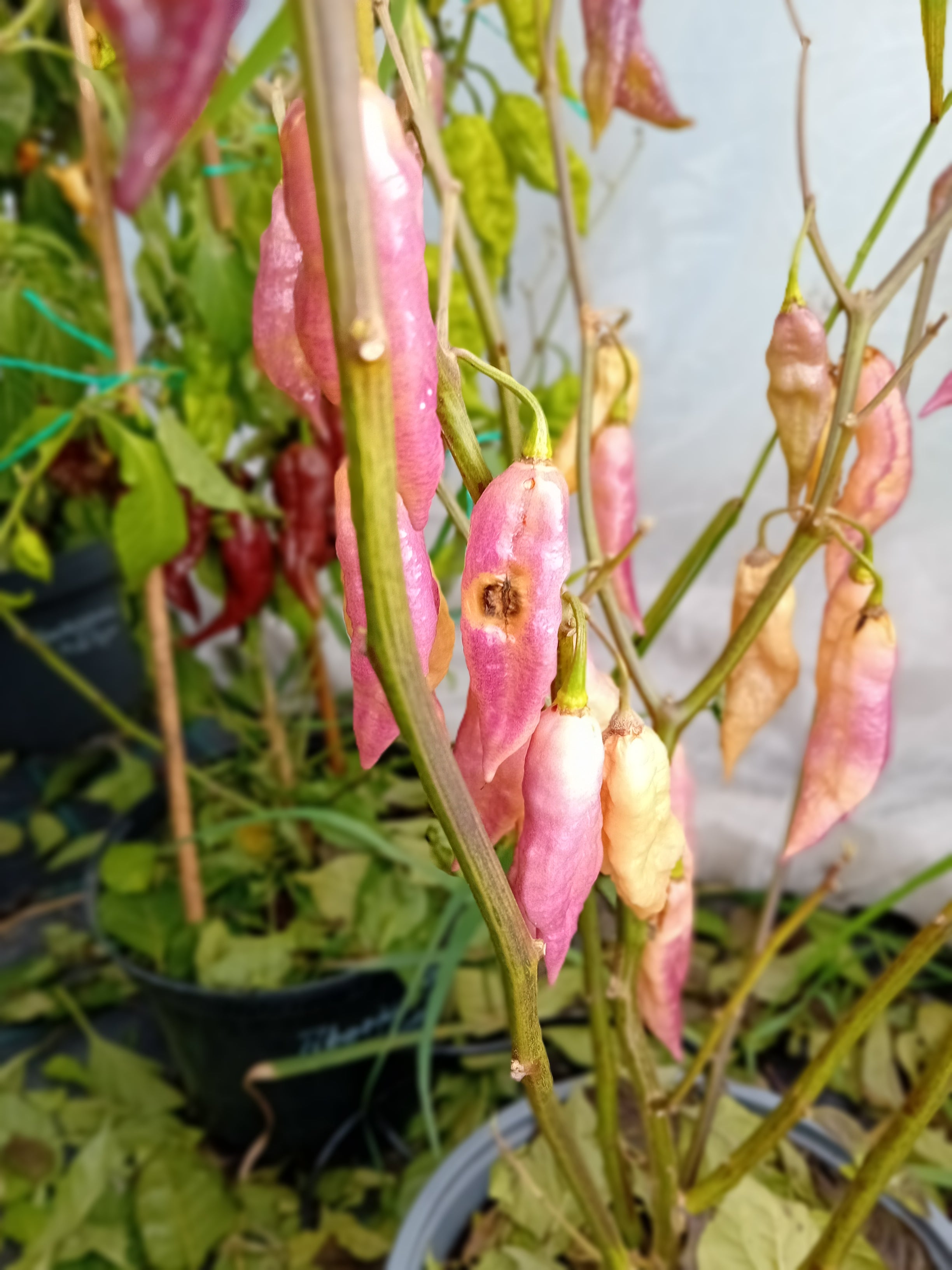 Seminţe Ardei - Taj Mahal Pink Peach