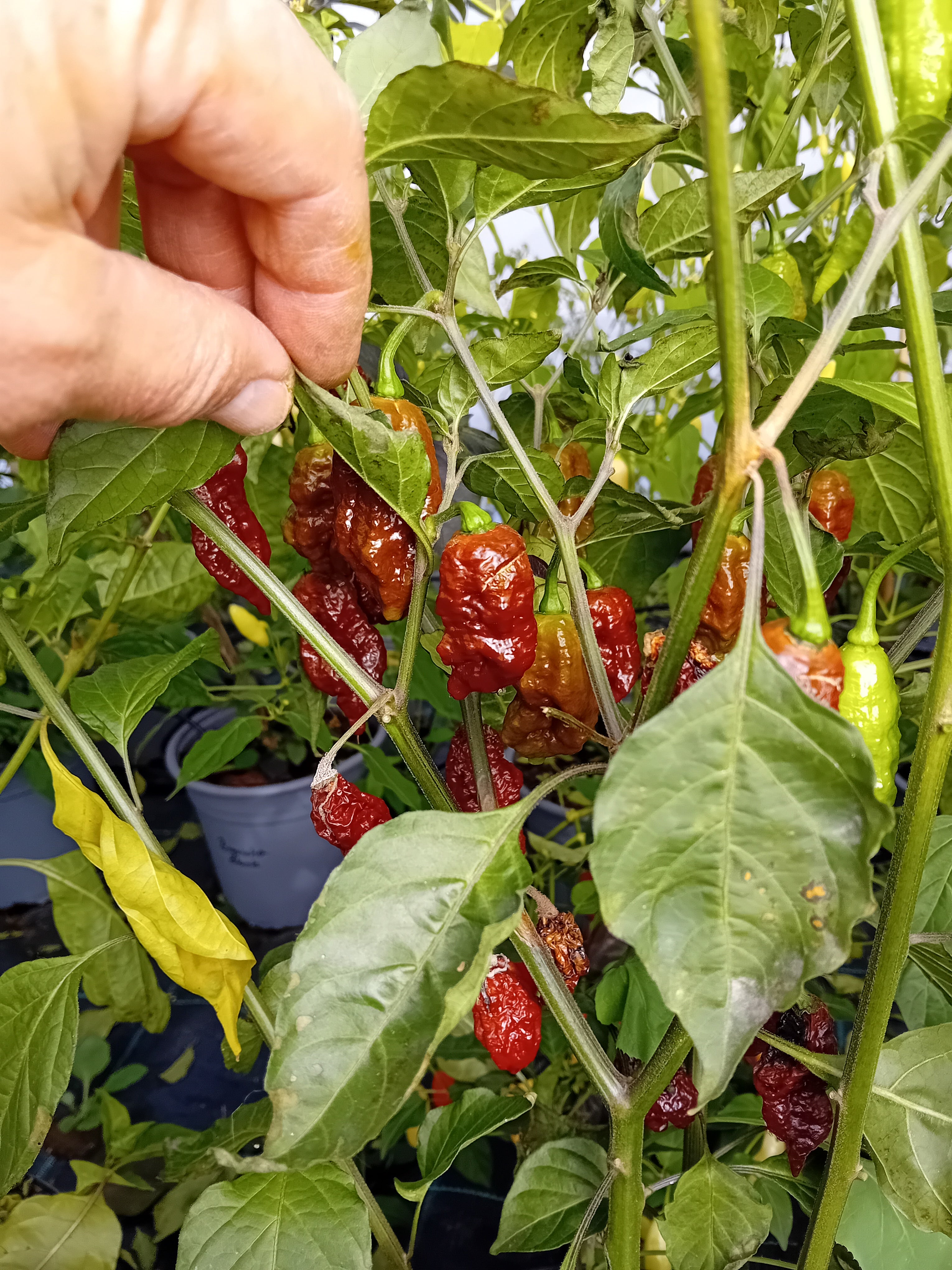 Răsad Ardei - 7 Pot BBG x Death Spiral