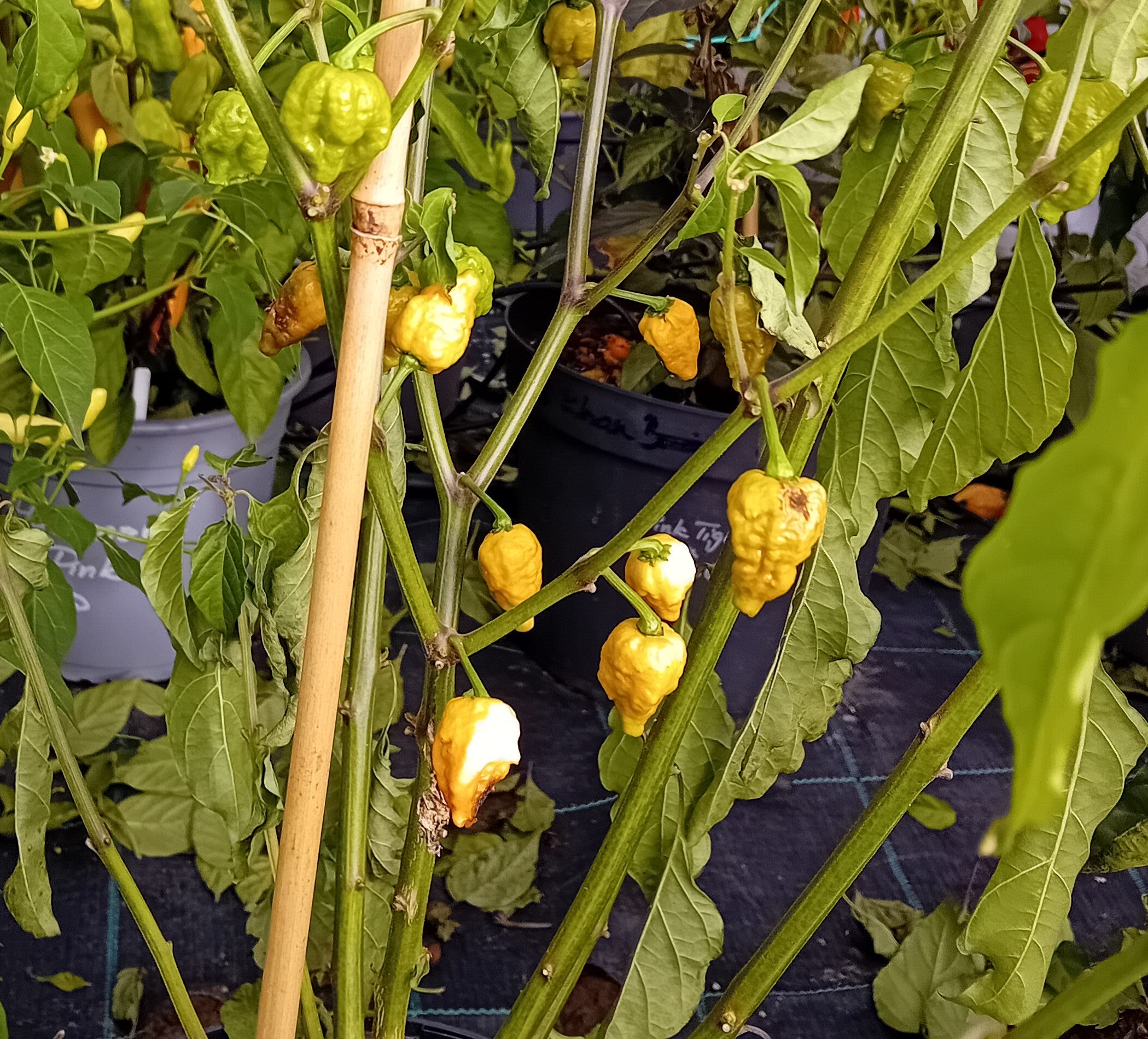 Răsad Ardei - BBG 7 Roughrider Gold