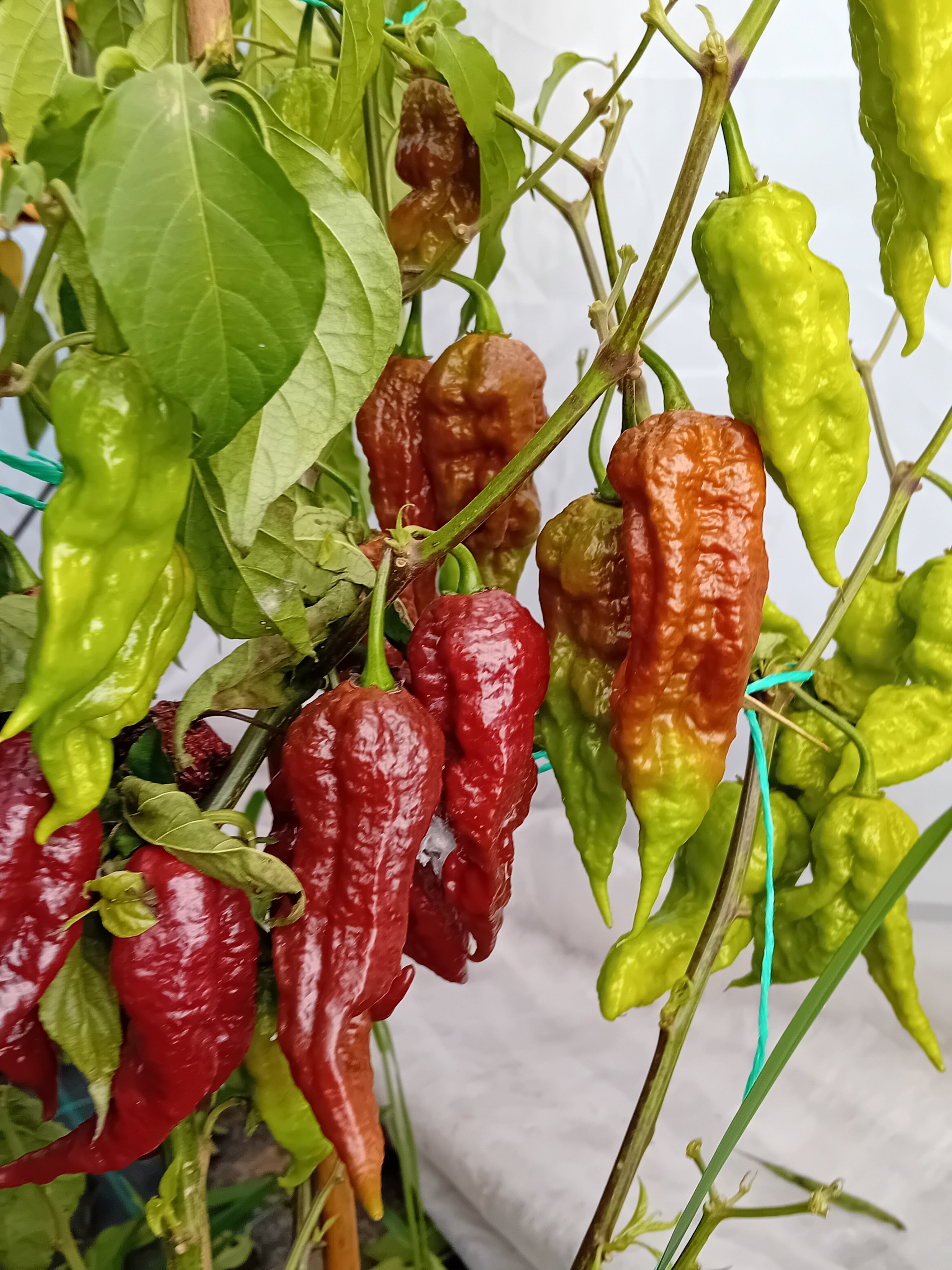 Seminţe Ardei - Tiberius Mauler Chocolate