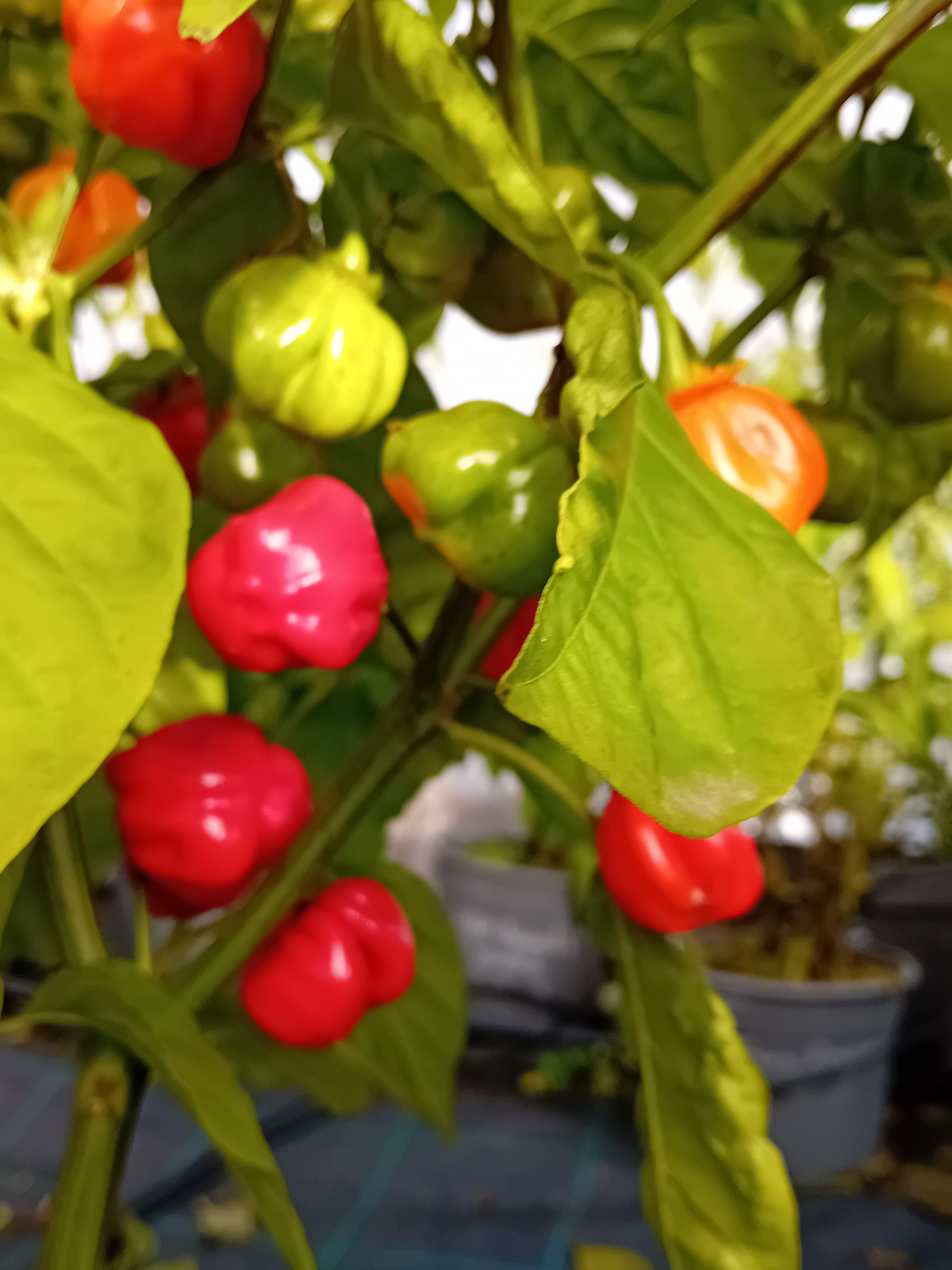 Seminţe Ardei - KS Starracha Bleeding