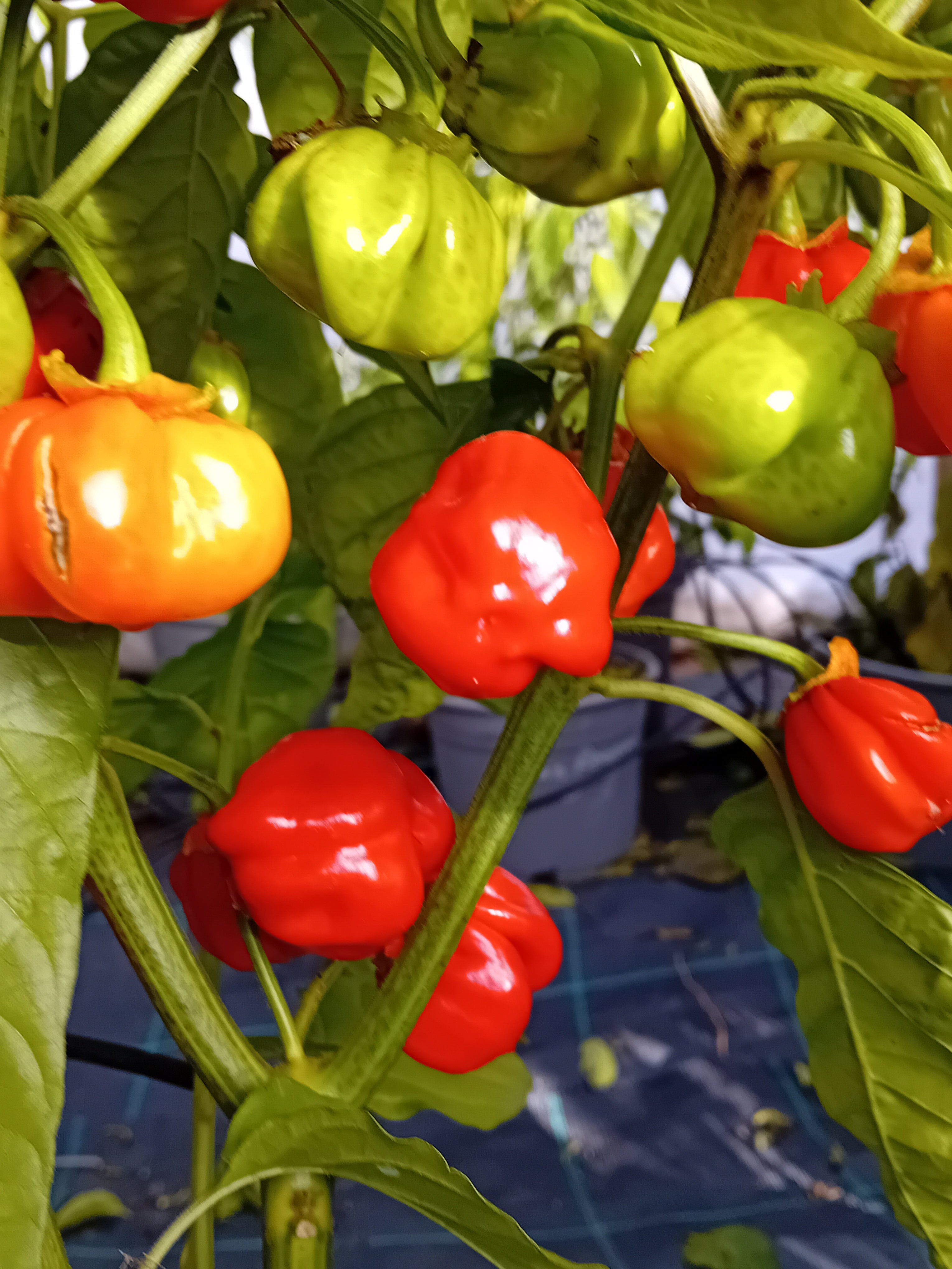 Seminţe Ardei - KS Starracha Bleeding