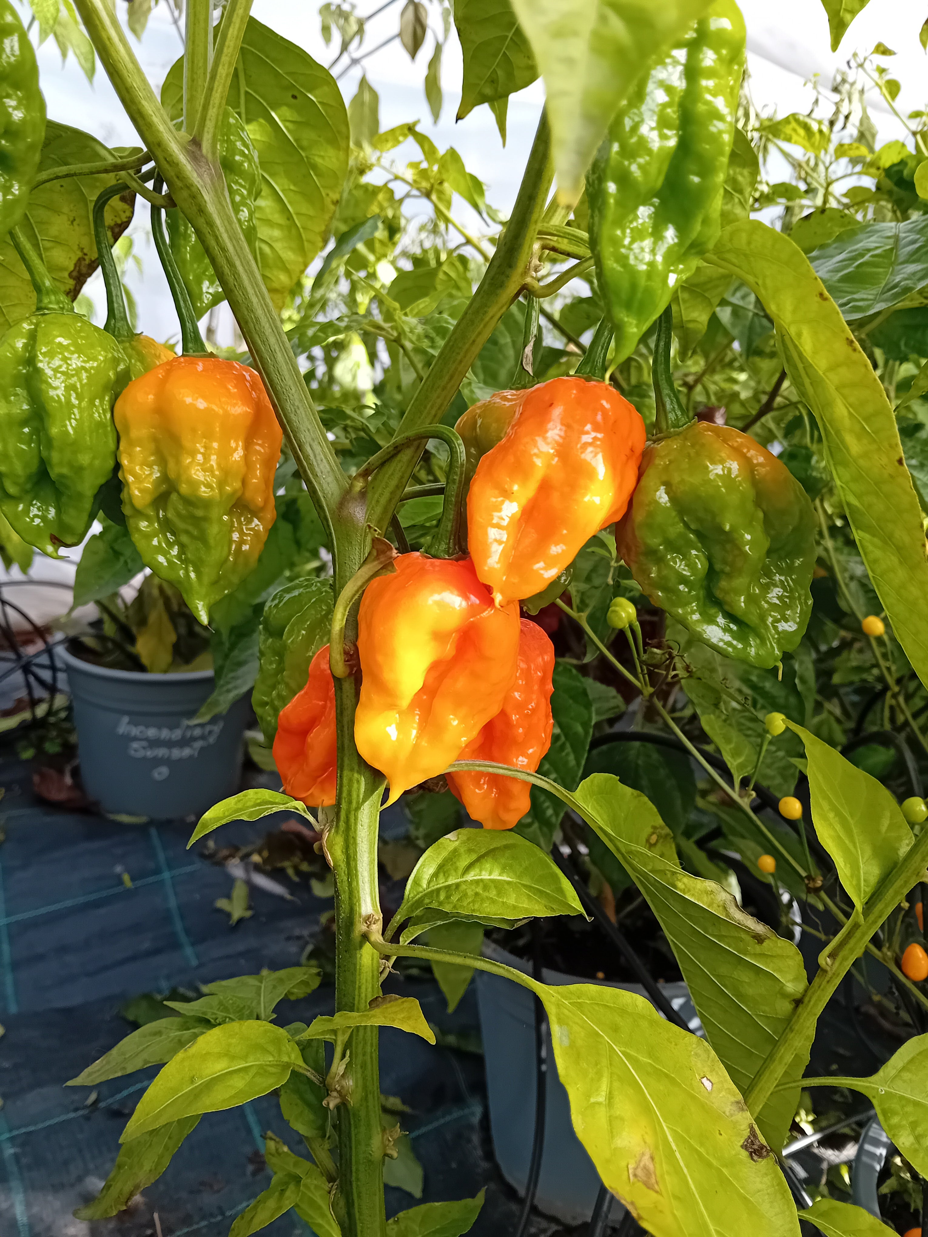 Seminţe Ardei - KS Crimson Starr