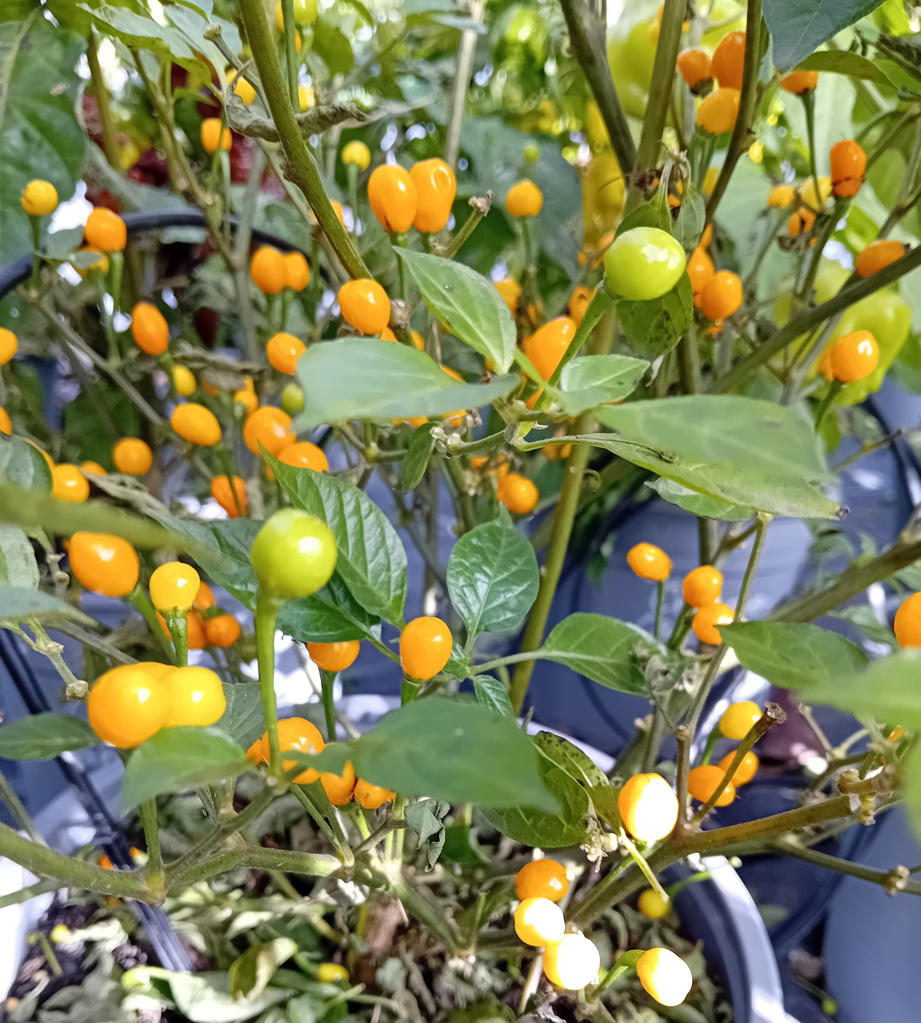 Răsad Ardei - Charapon