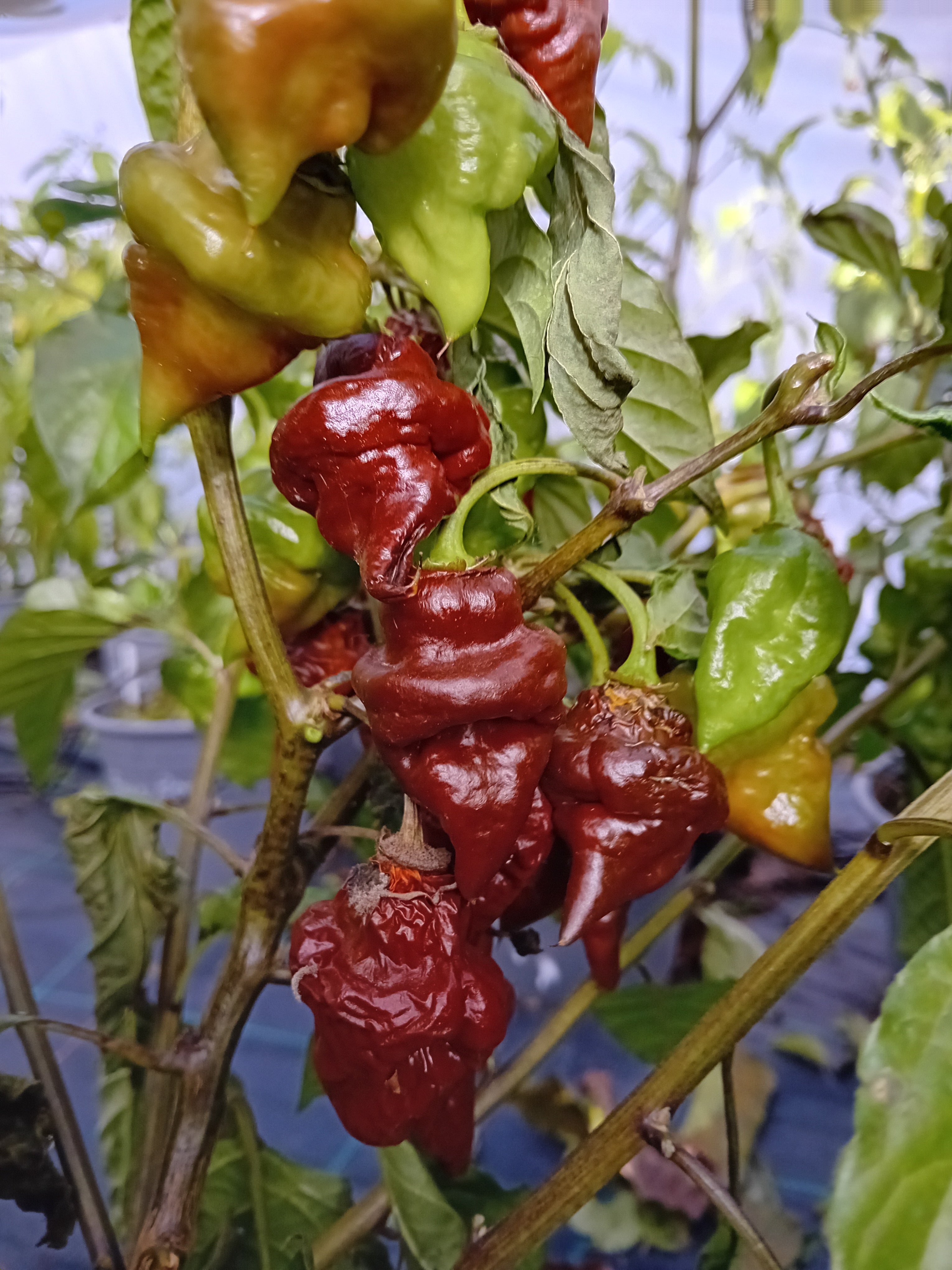 Răsad Ardei - Chocolate Hand Grenade