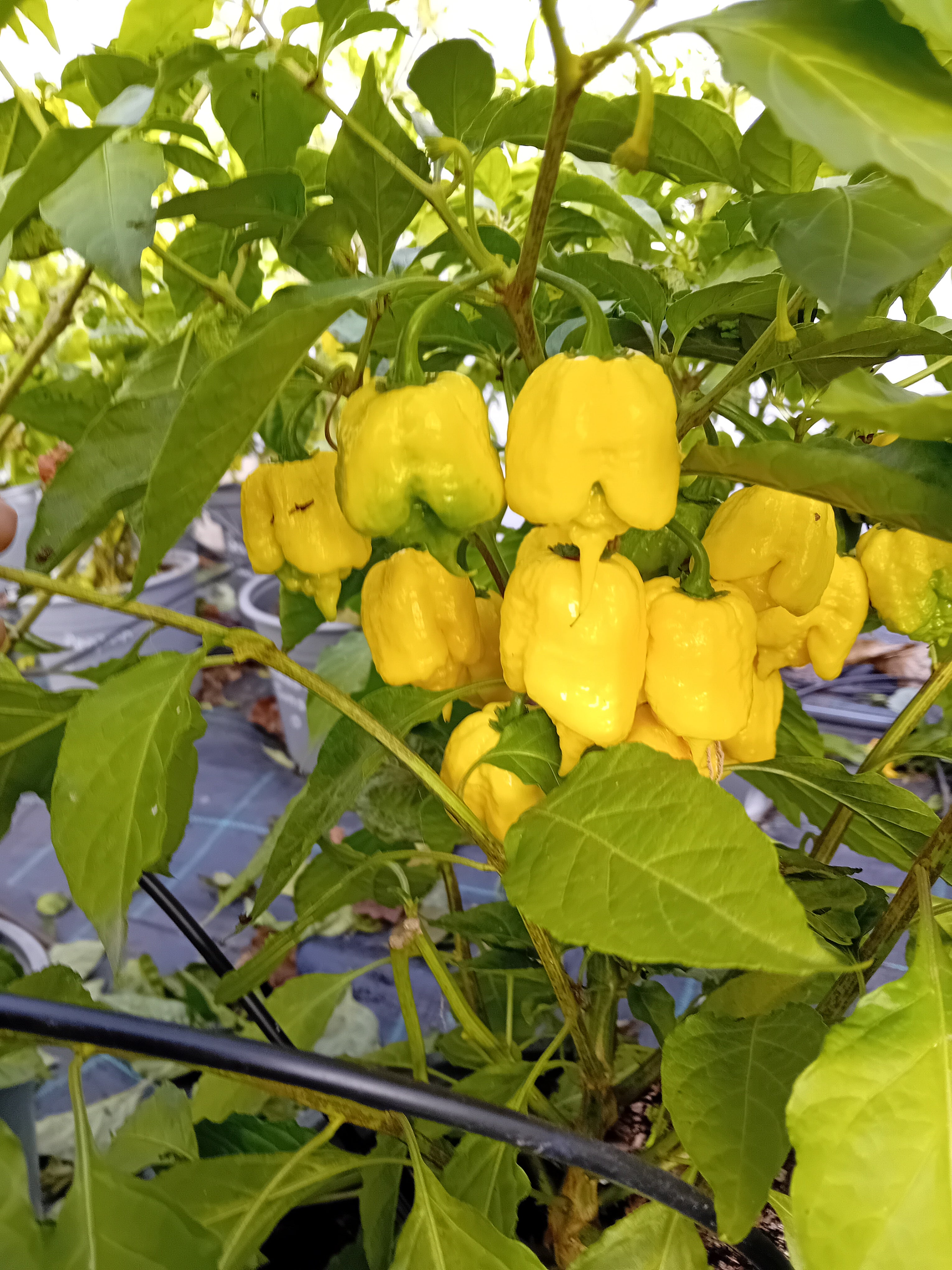 Răsad Ardei - Creamo (BOC X Primo)