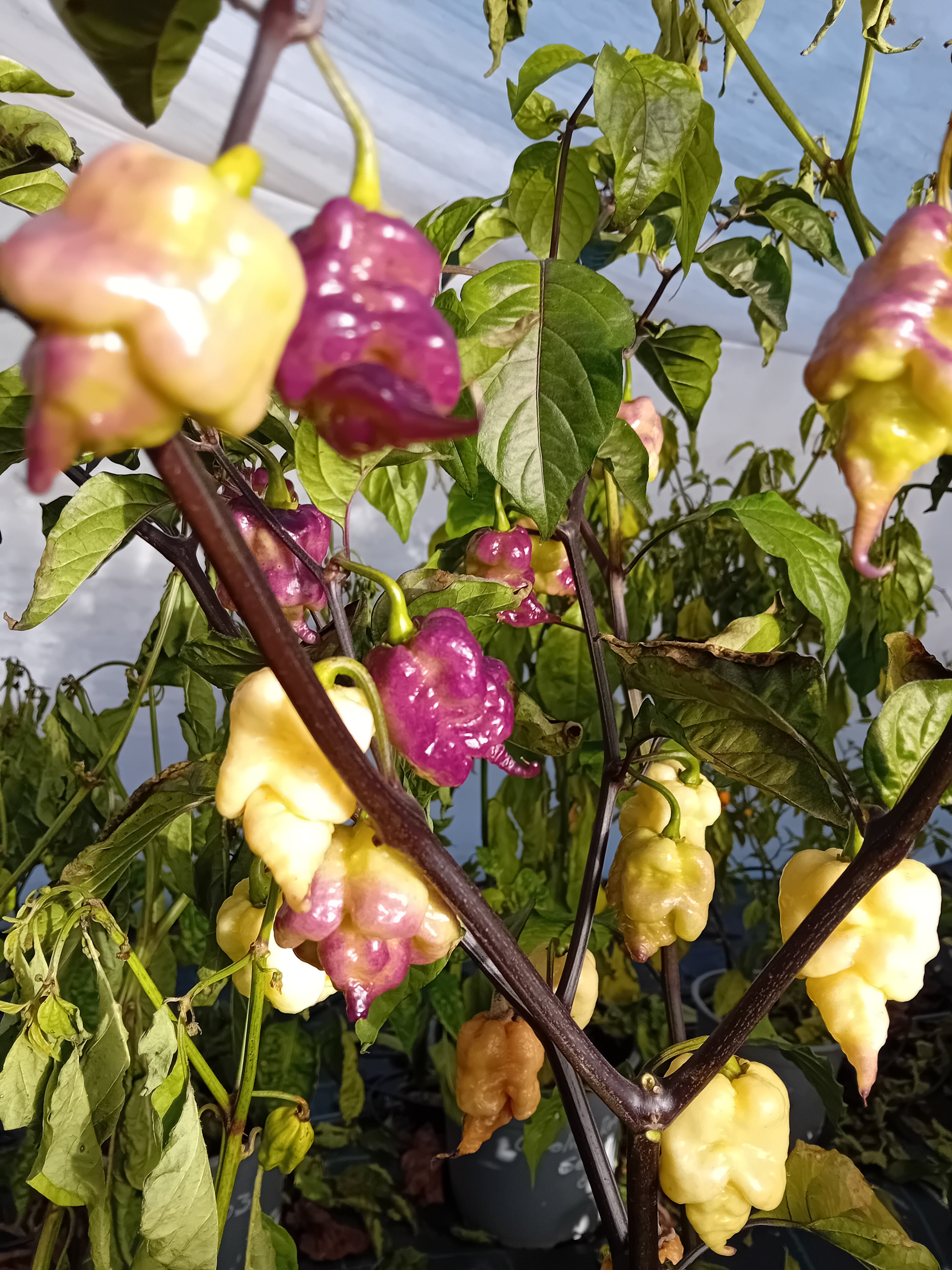 Seminţe Ardei - Jays X Pink X Lemon Reaper