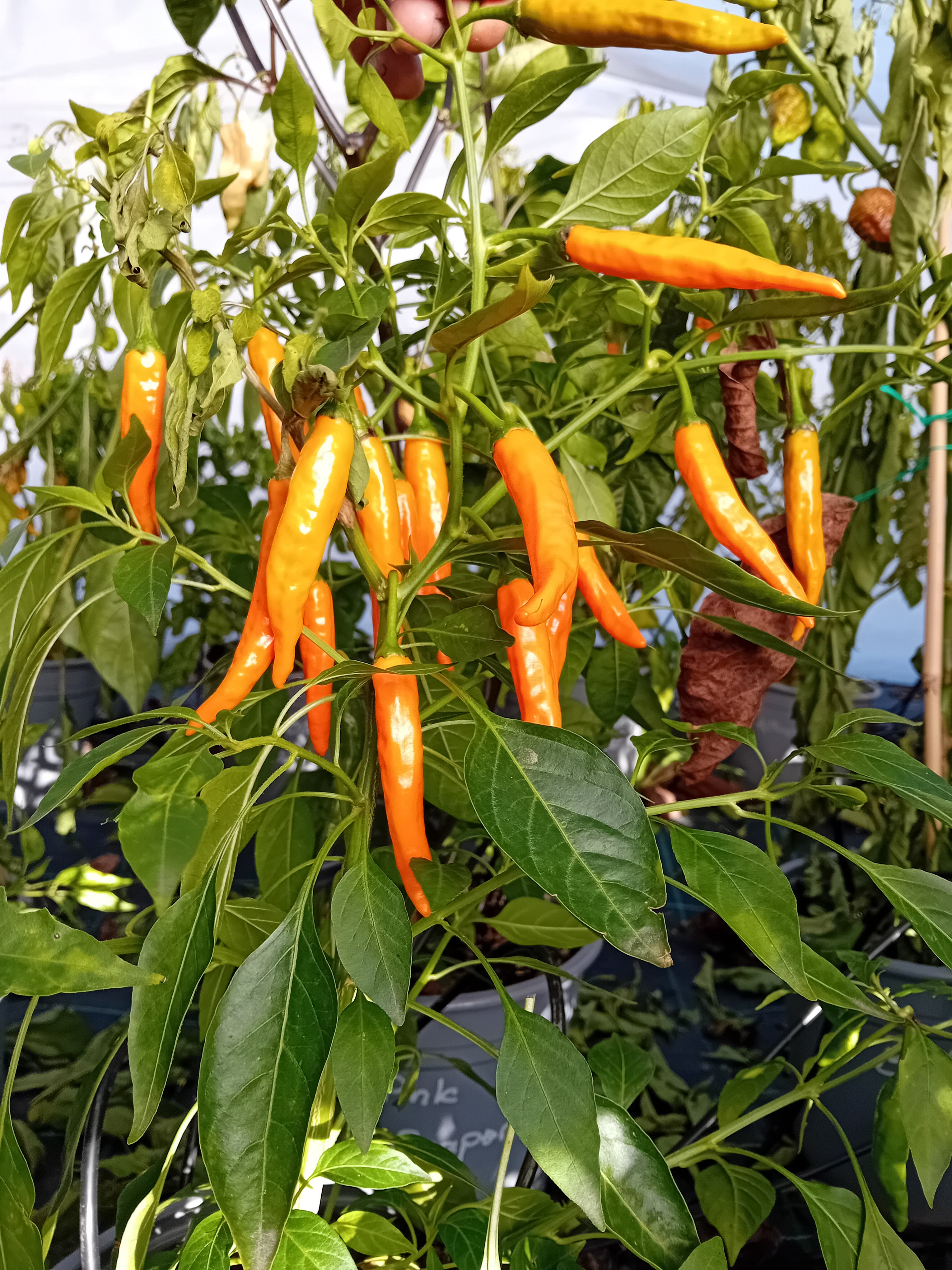 Răsad Ardei - Costeno Amarillo