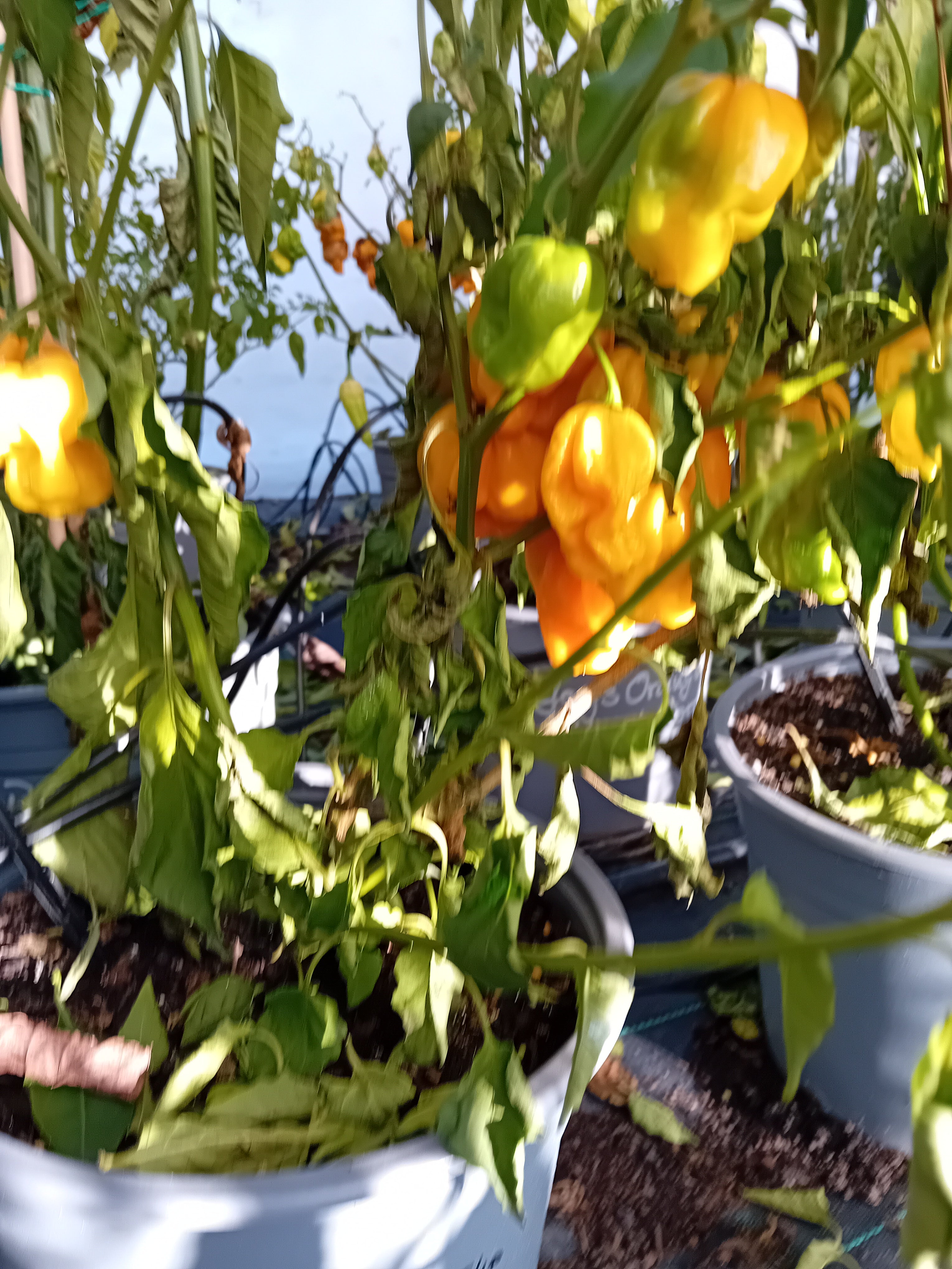 Seminţe Ardei - Jabba The Hutt