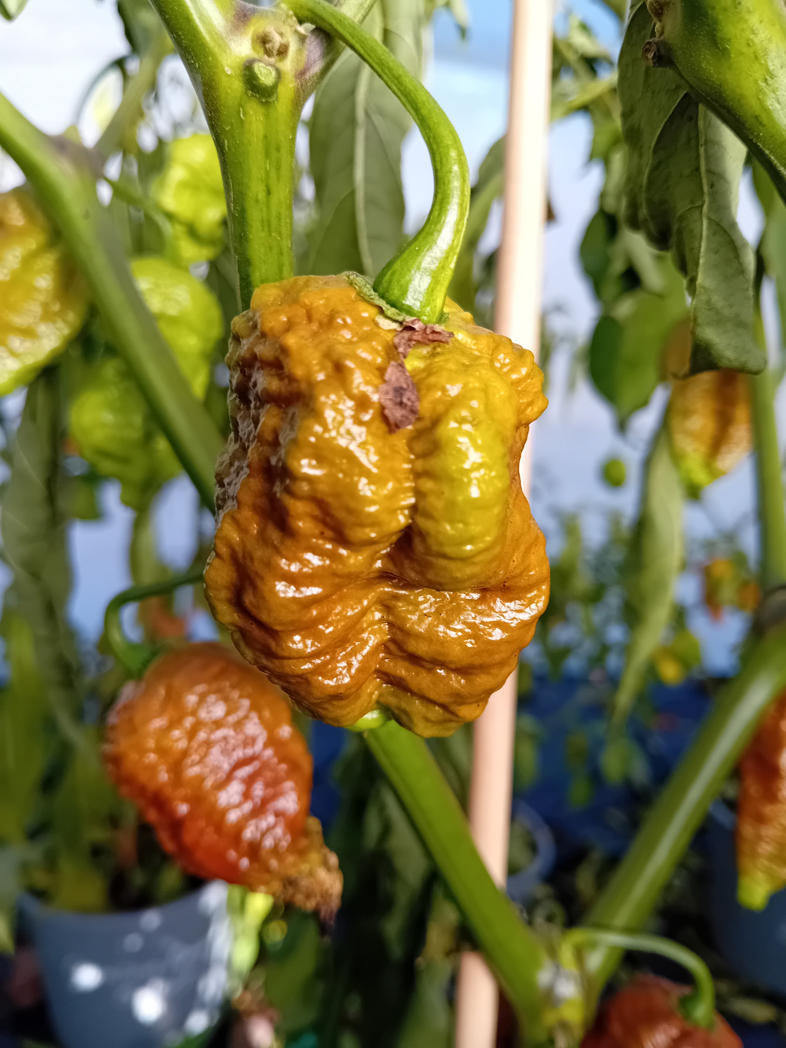 Răsad Ardei - Balrog