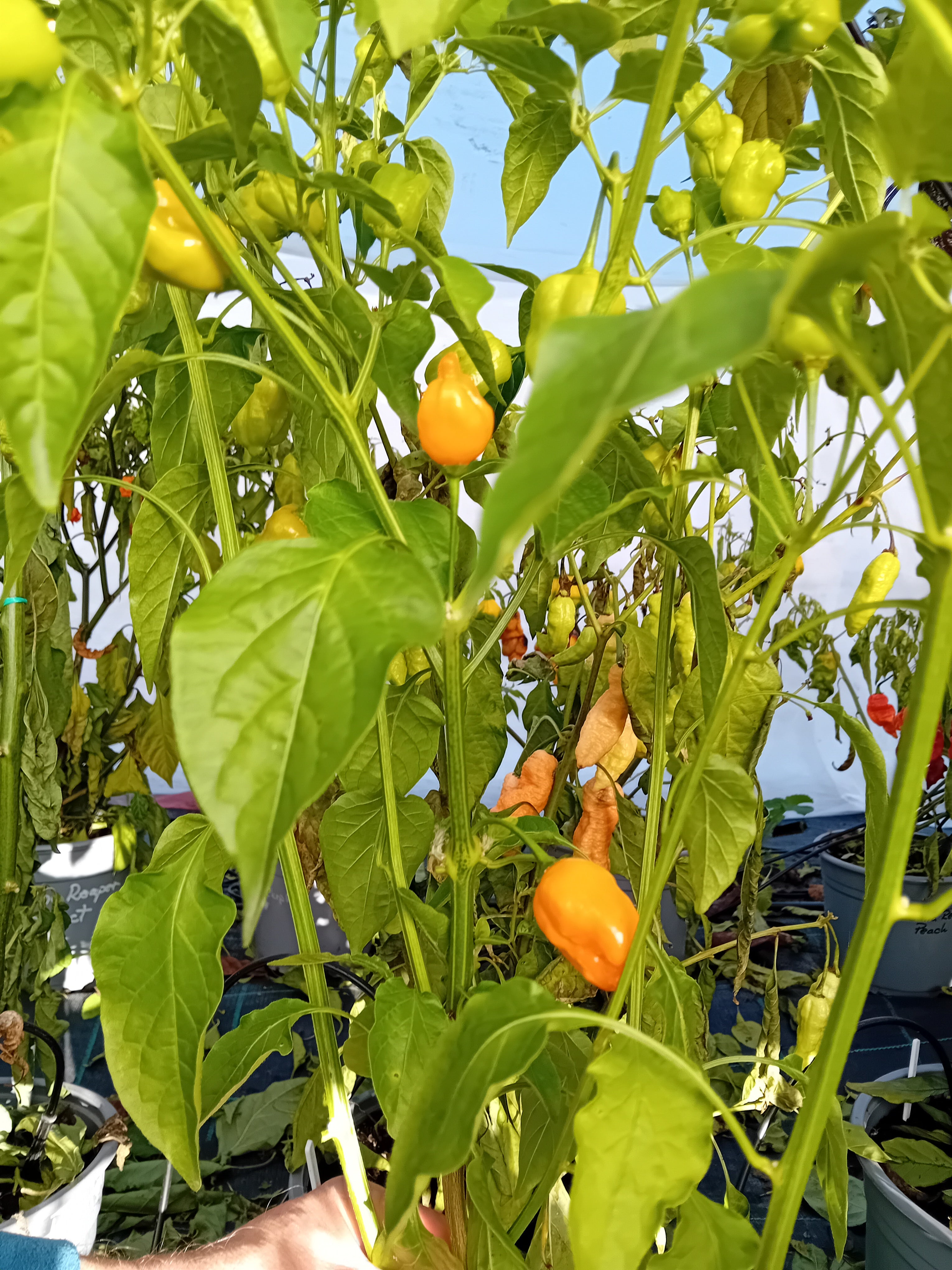 Răsad Ardei - Aji Mango Drop