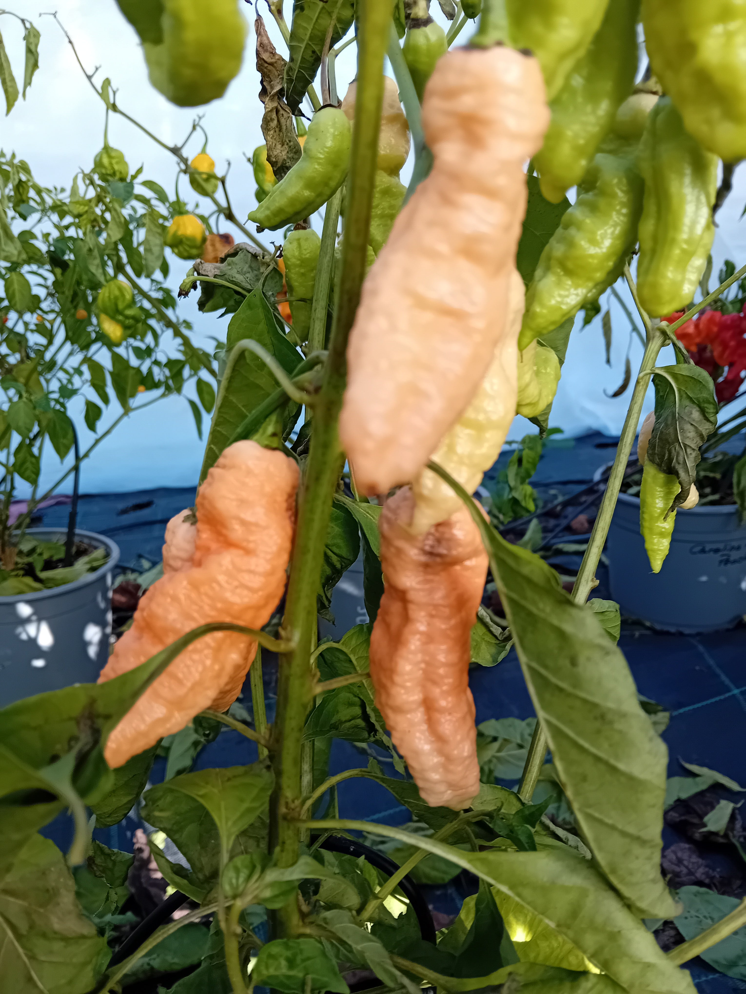 Seminţe Ardei - Jay's Ghost Scorpion Orange