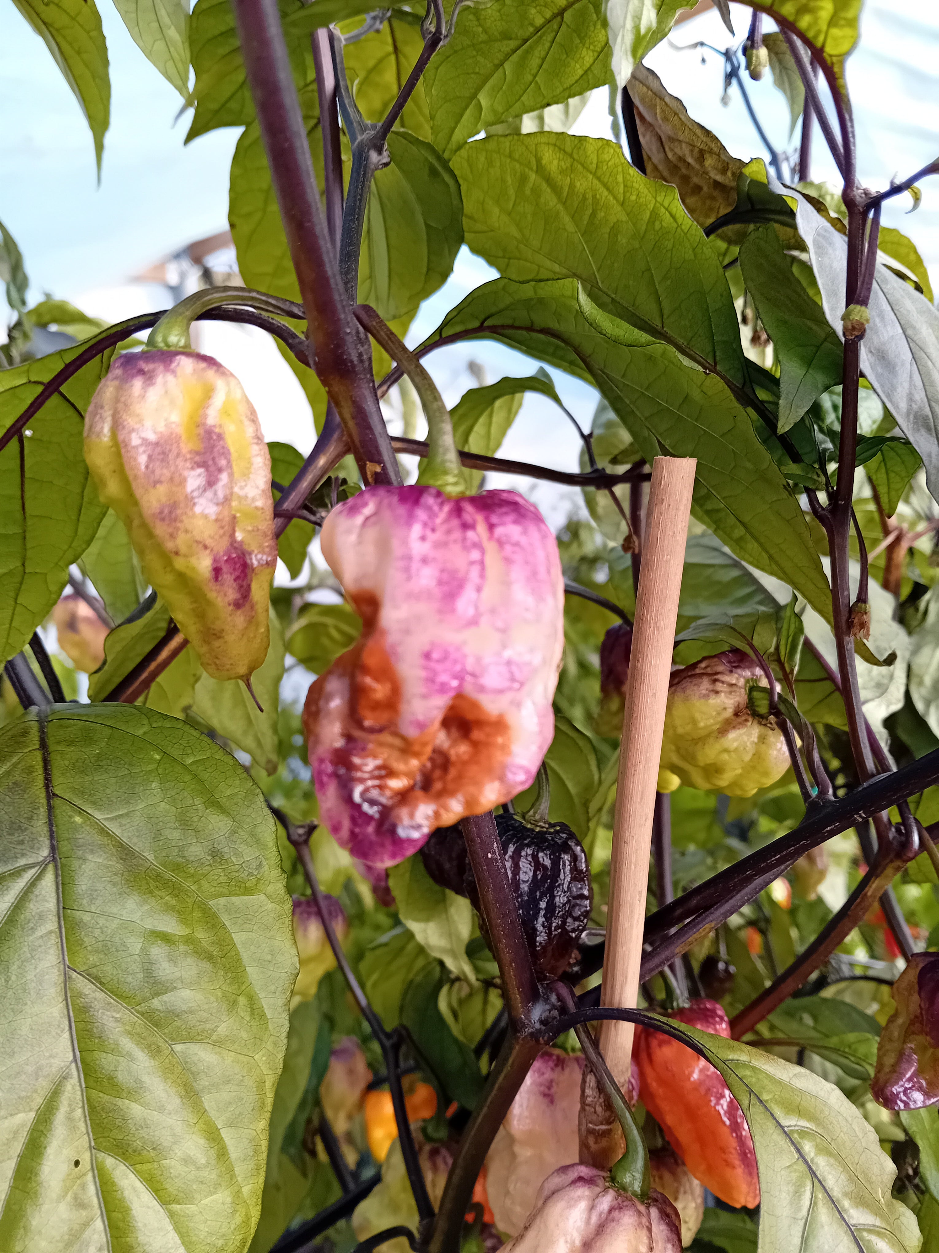 Seminţe Ardei - Purple Phantom