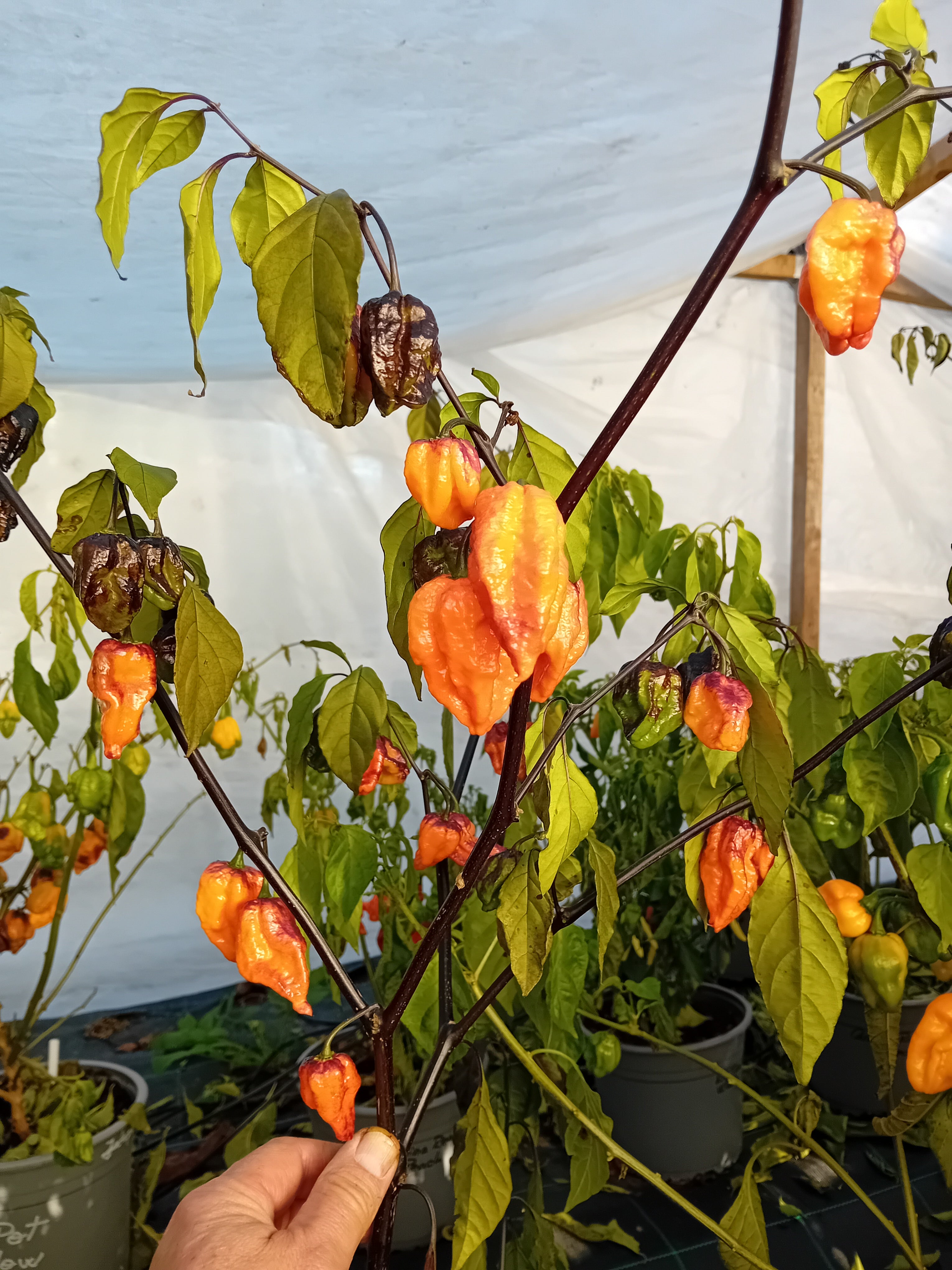 Seminţe Ardei - Pimenta Da Dog