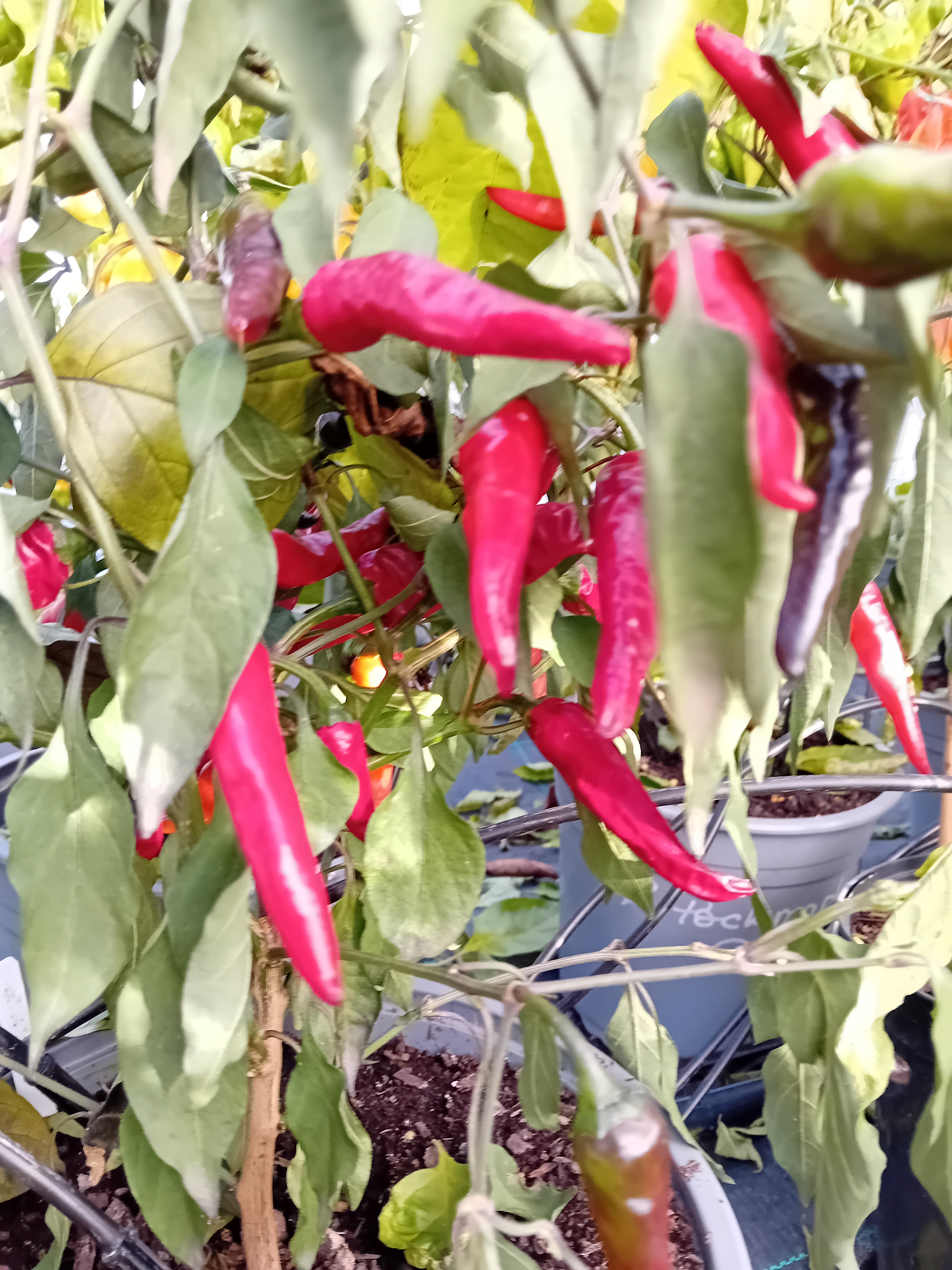 Răsad Ardei - Black Thai TQ