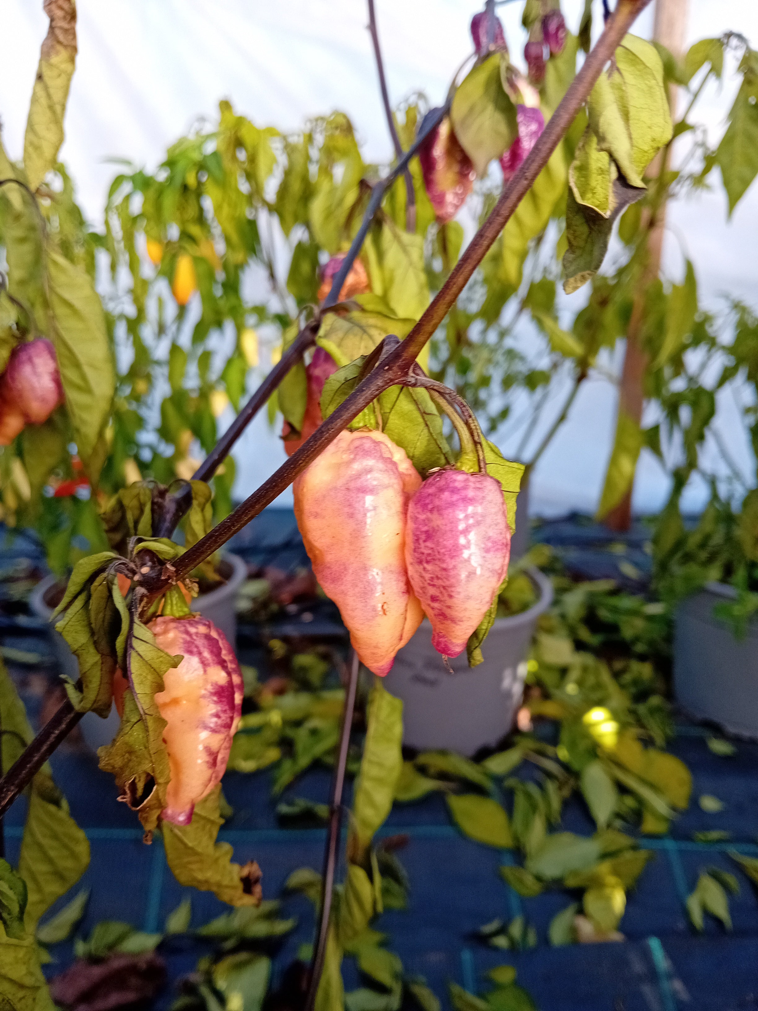 Seminţe Ardei - Pockmark Cream