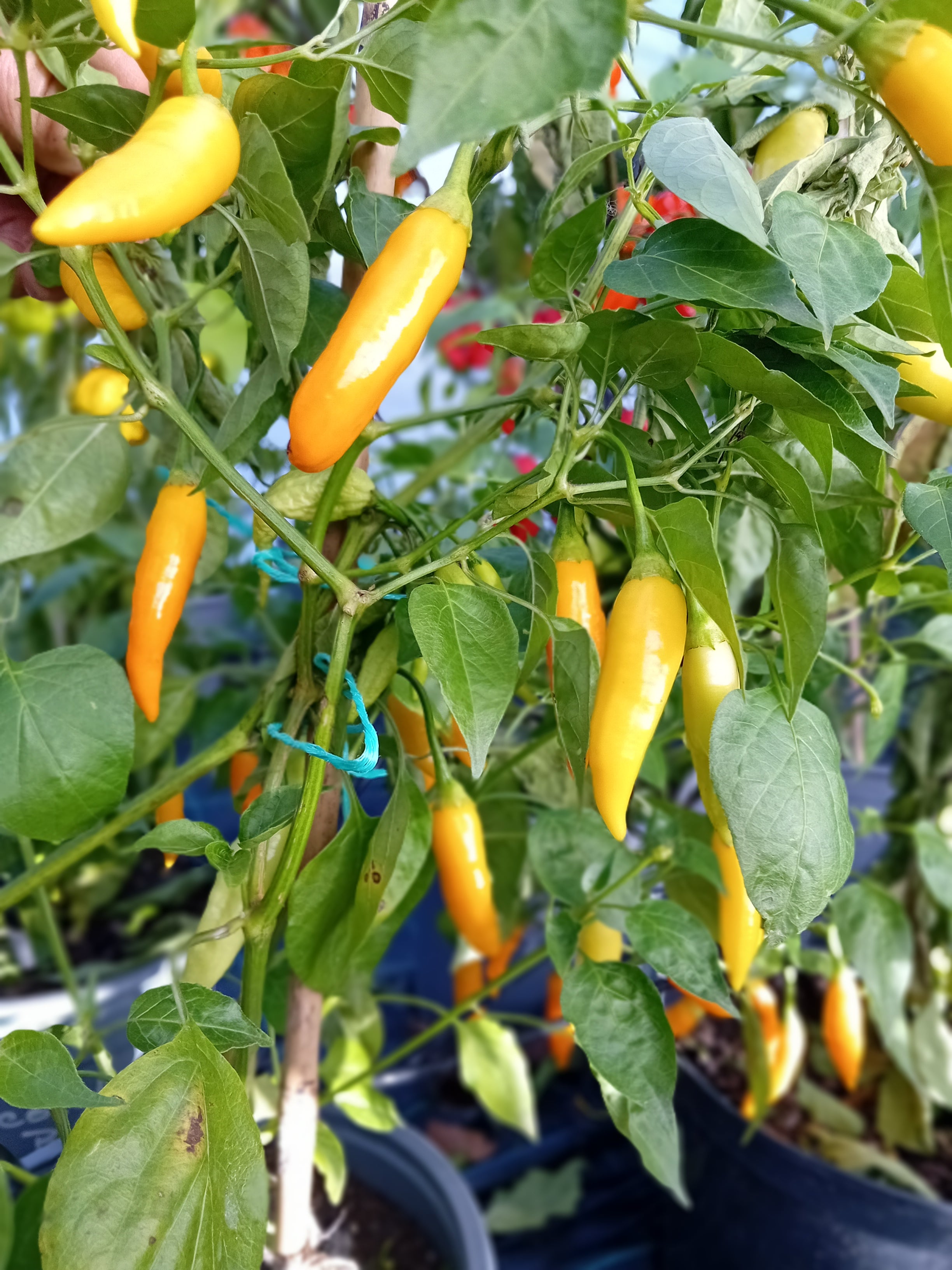 Răsad Ardei - Aji Habanero