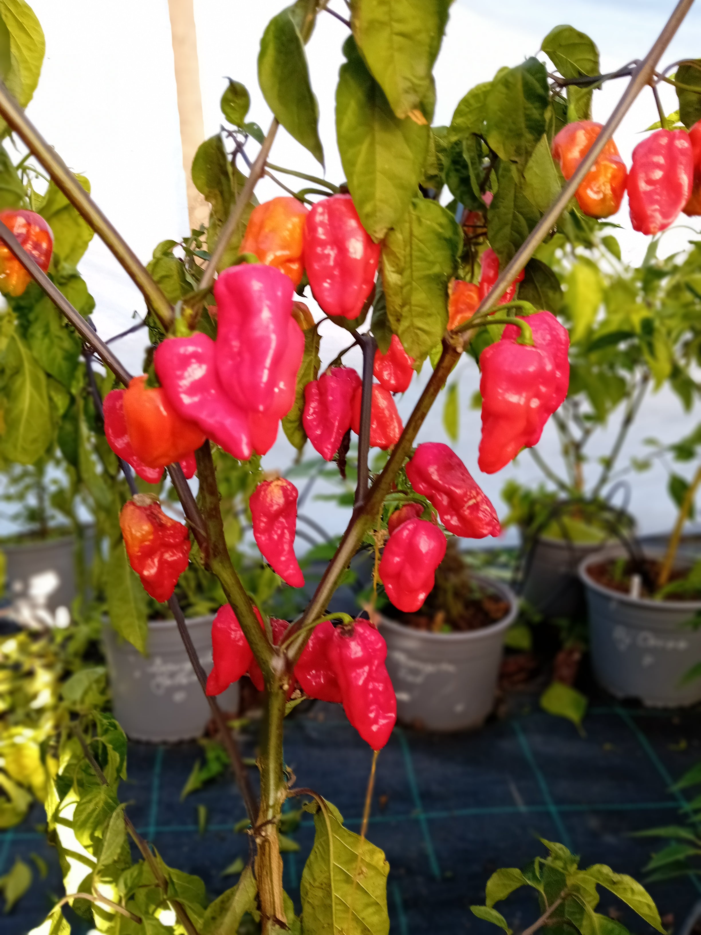 Seminţe Ardei - KS Texas Chocolate Bonnet