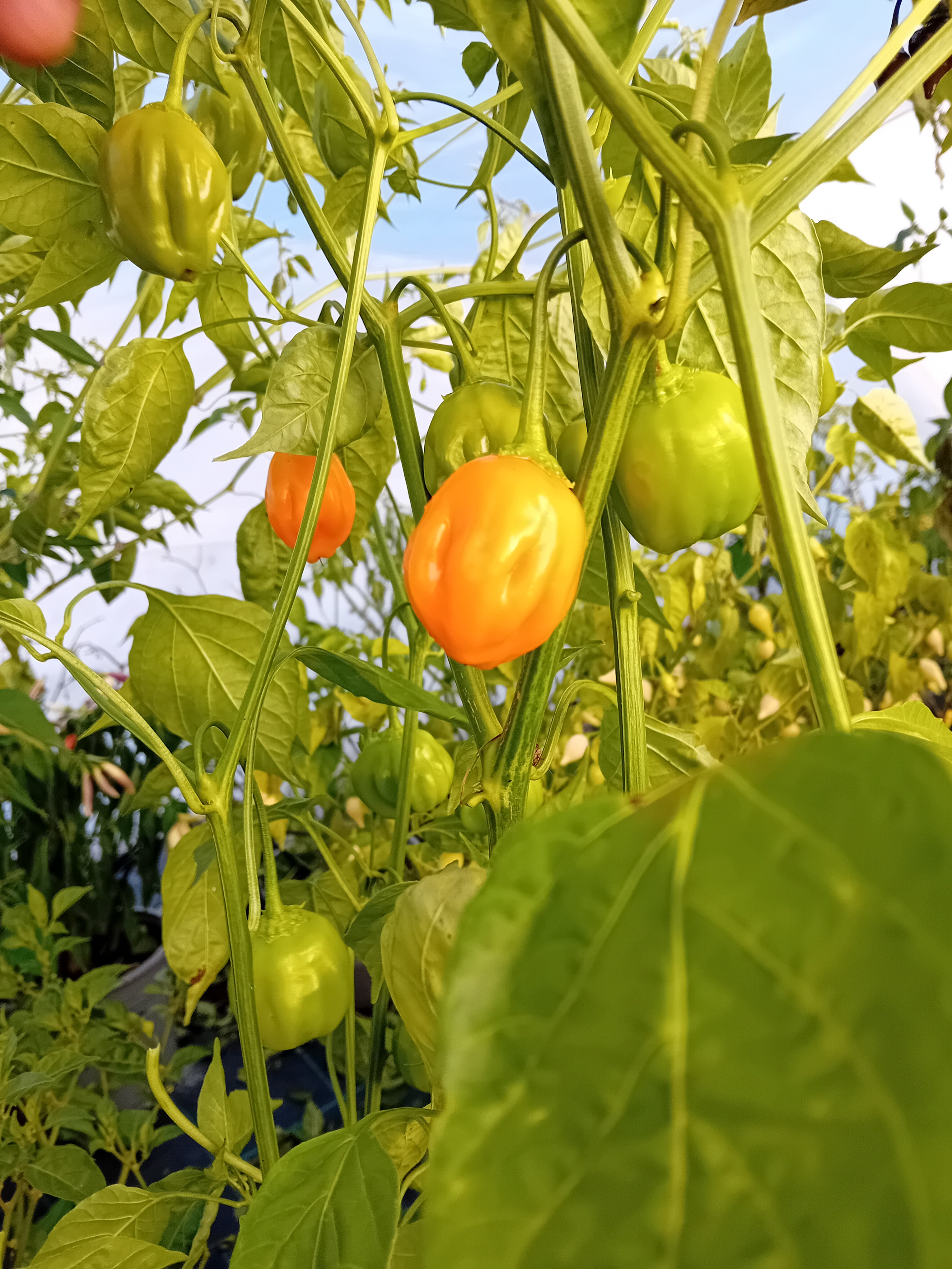 Răsad Ardei - Aji Dulce Orange