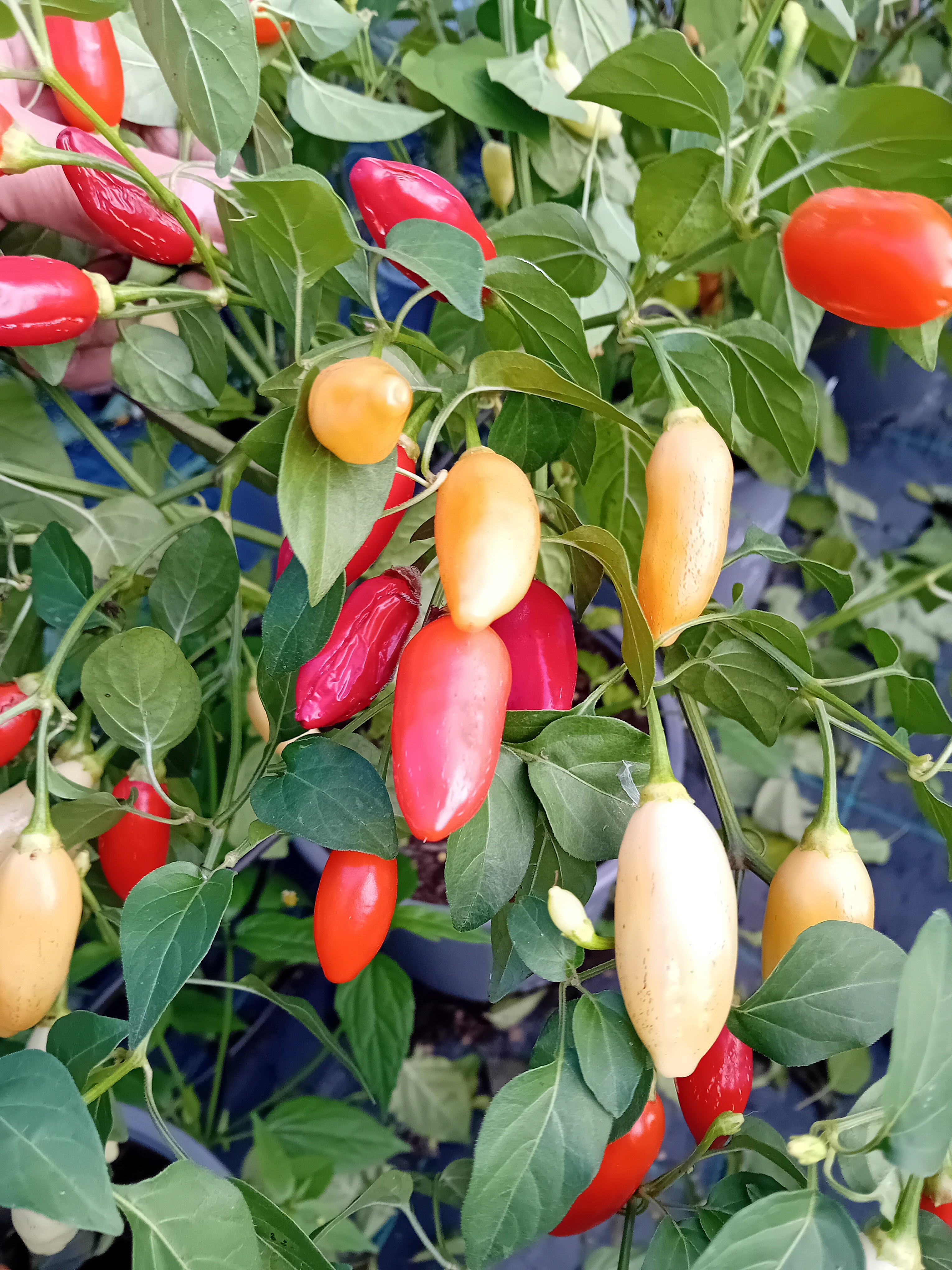 Răsad Ardei - Aji Huanuco