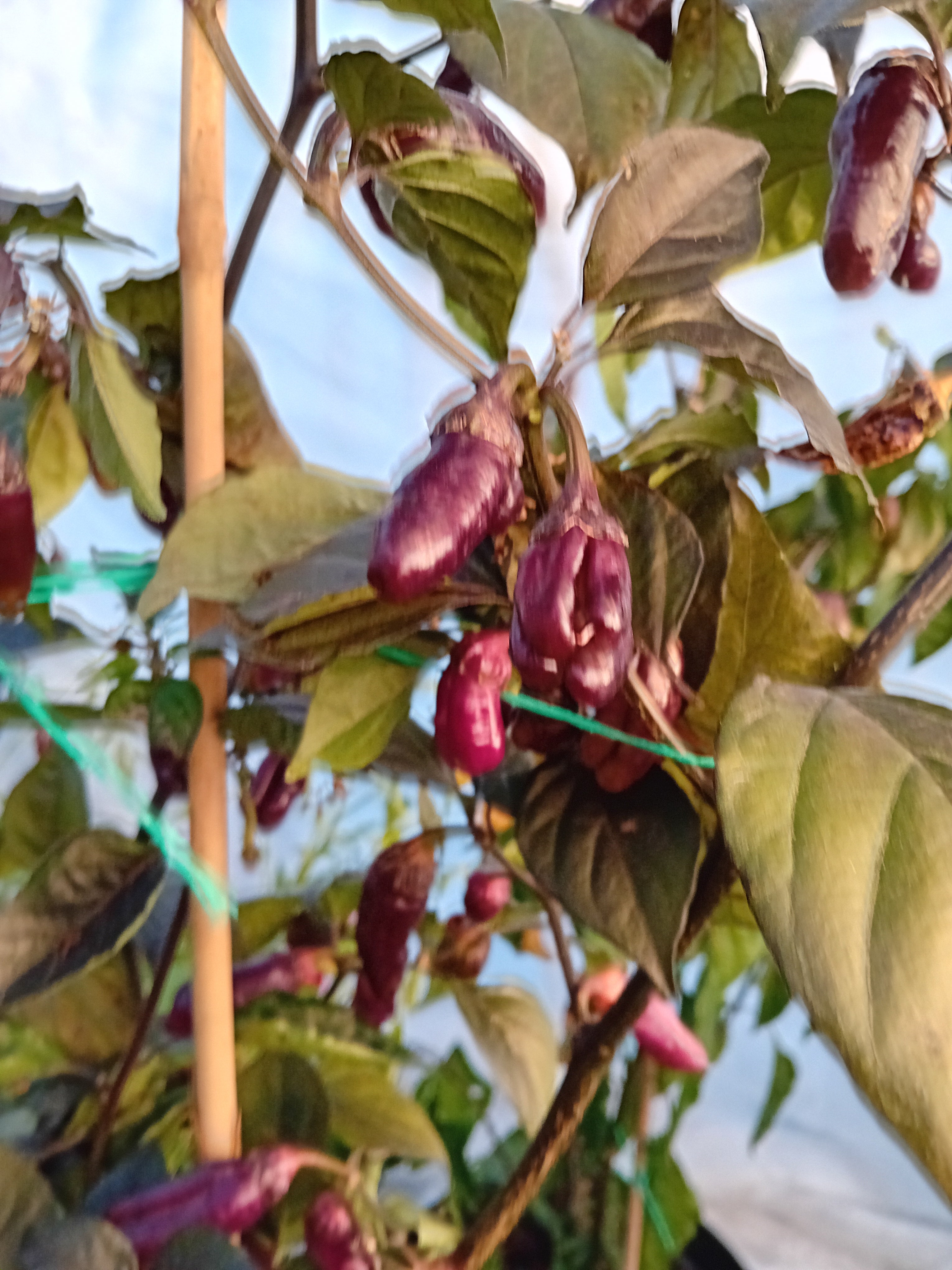 Seminţe Ardei - Pink Tiger BBG7