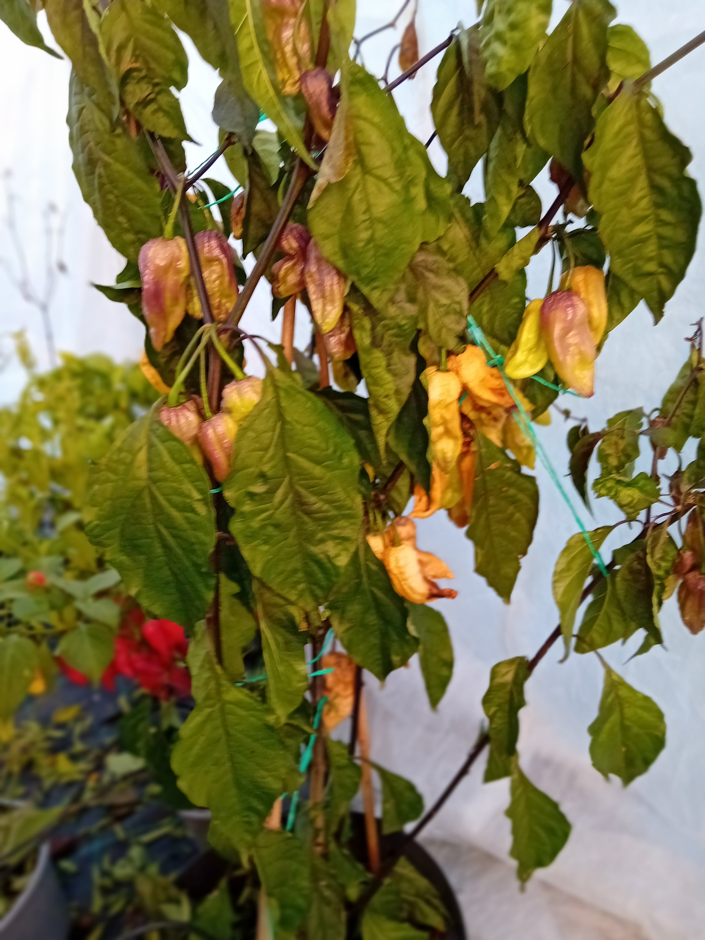 Pepper Seedling - Hurt Berry