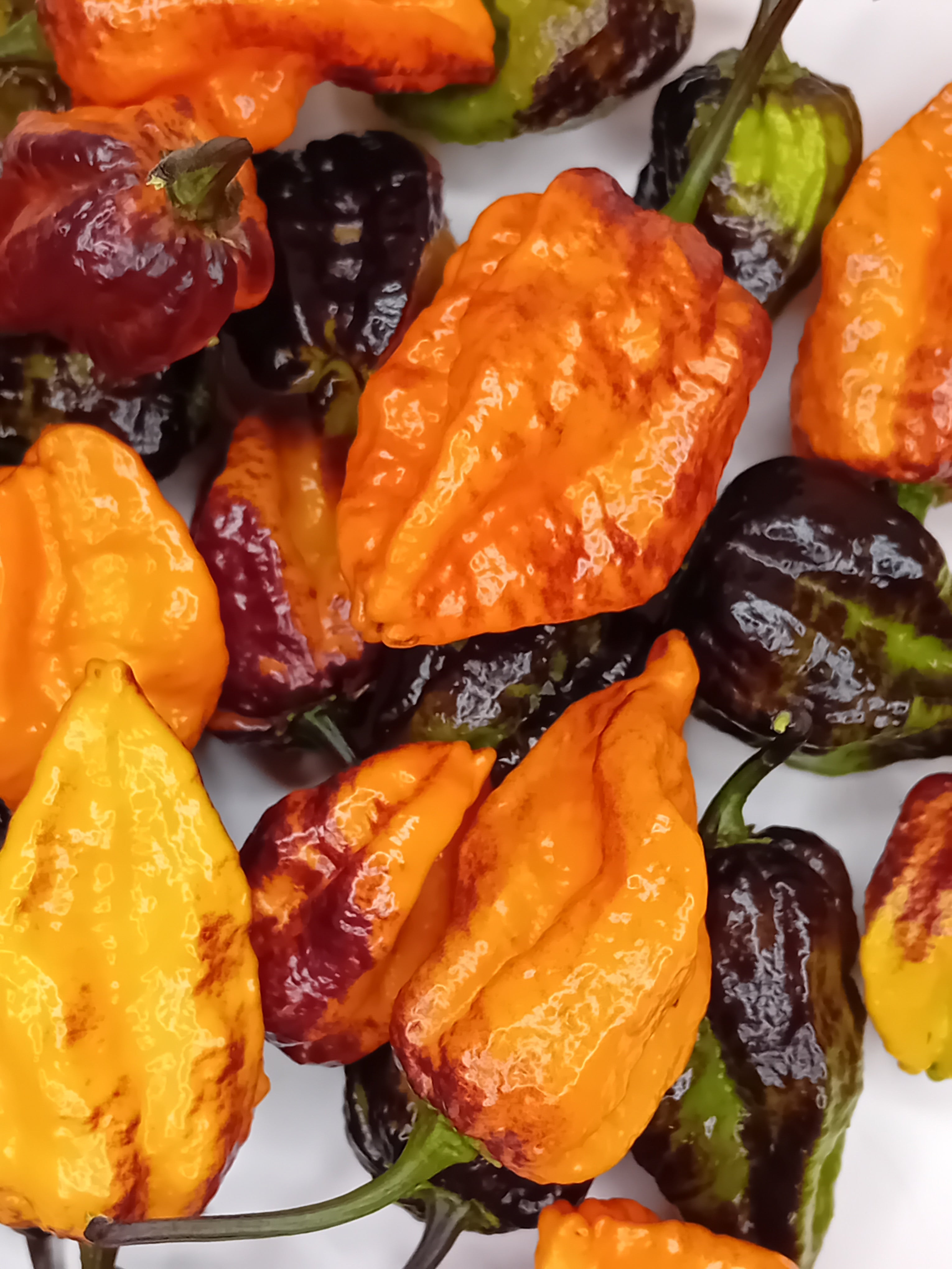 Seminţe Ardei - Pimenta Da Dog