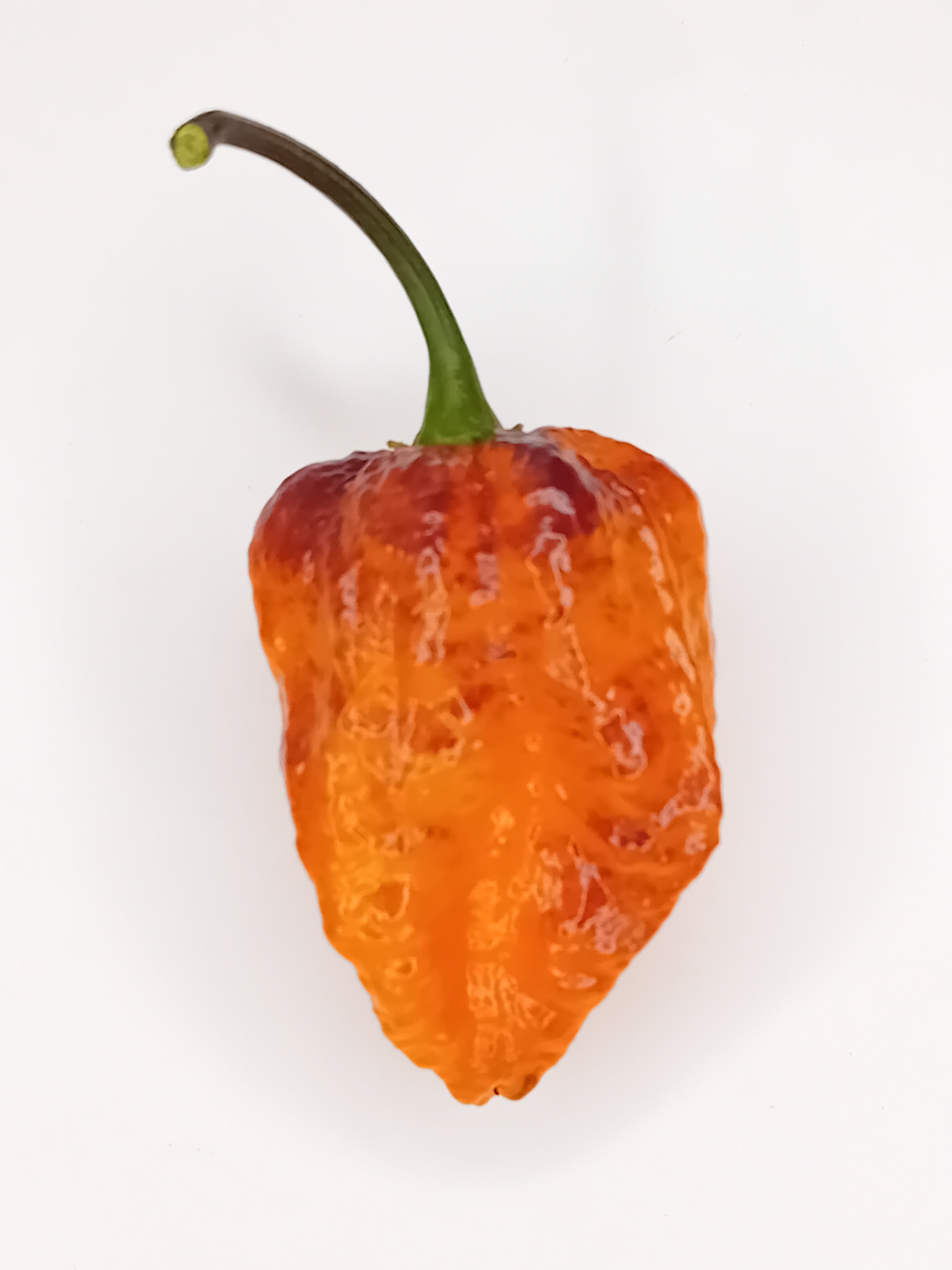 Seminţe Ardei - Pimenta Da Dog