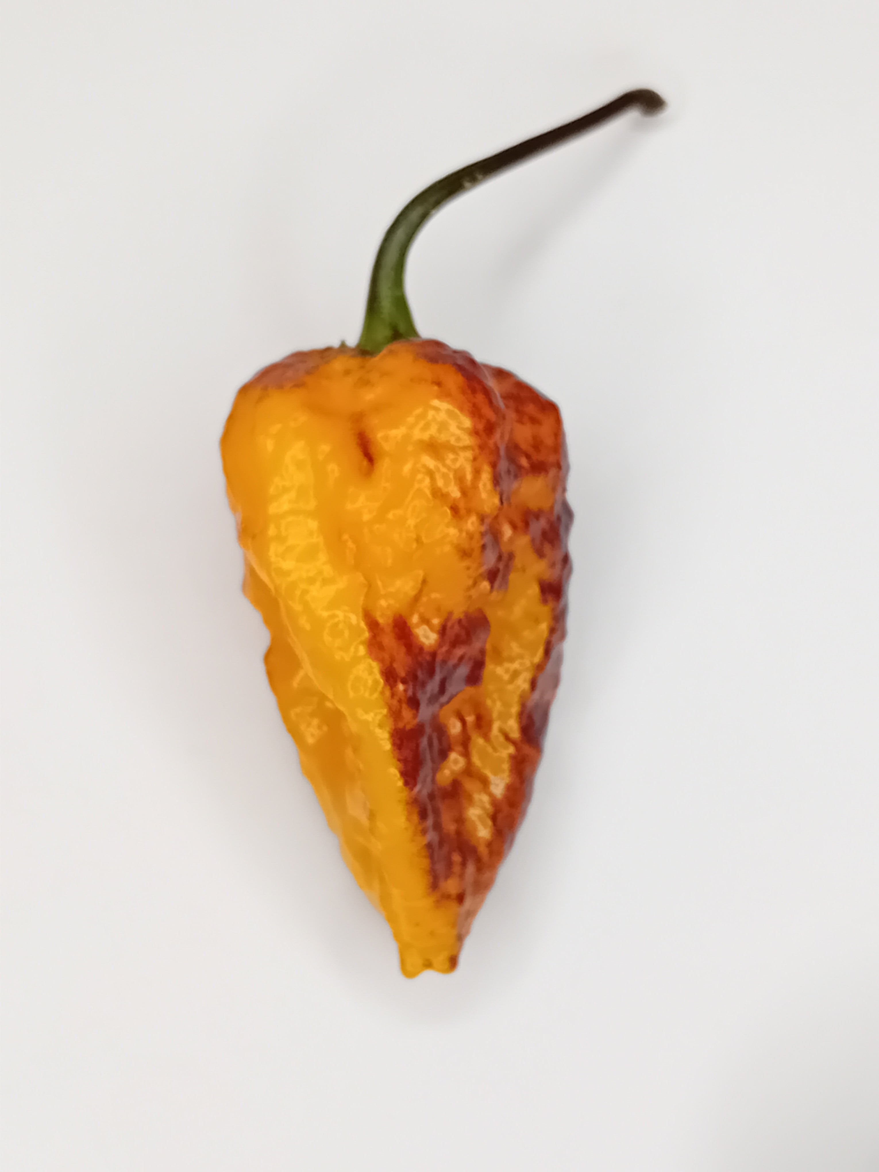 Seminţe Ardei - Pimenta Da Dog