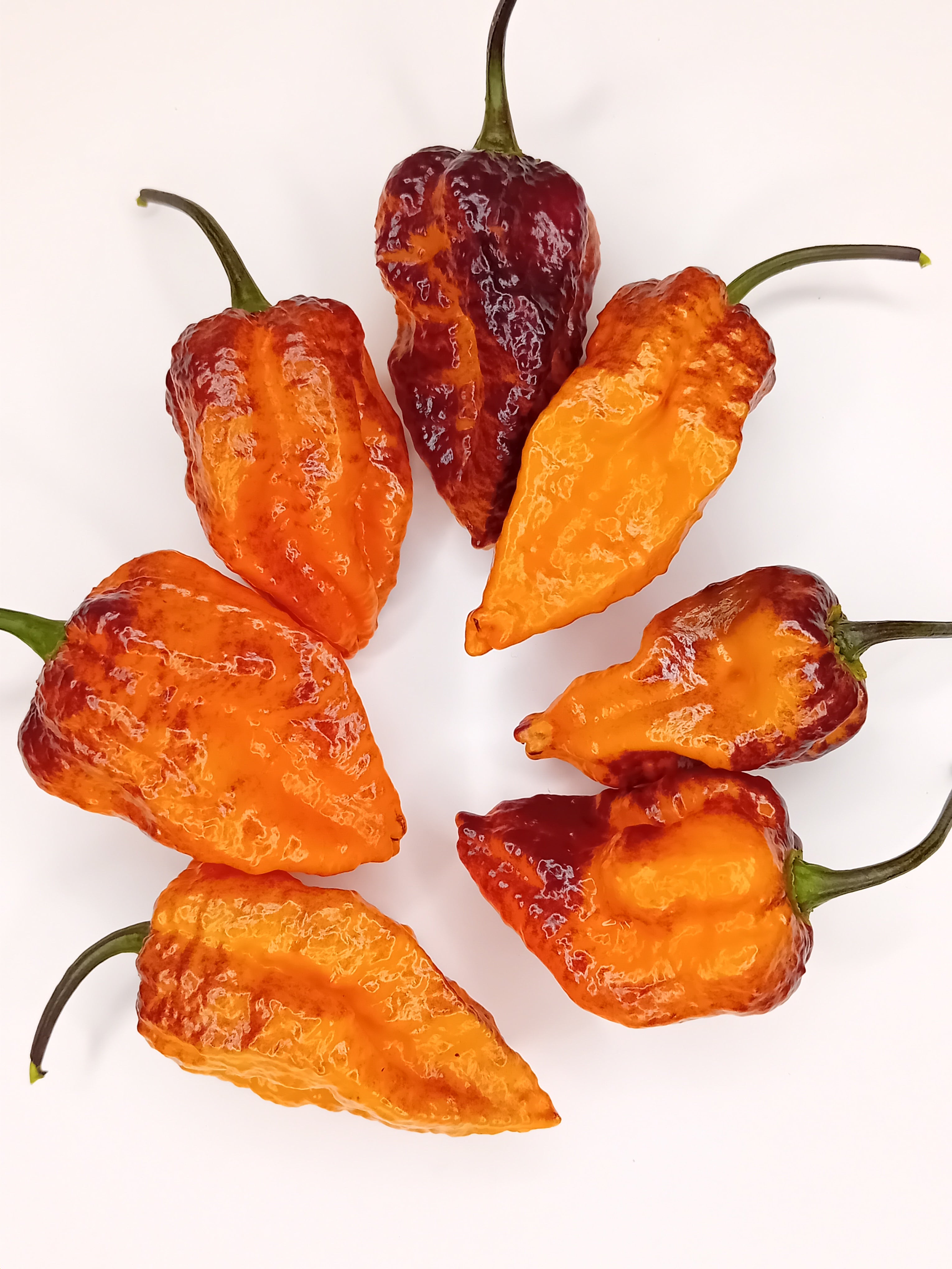 Seminţe Ardei - Pimenta Da Dog