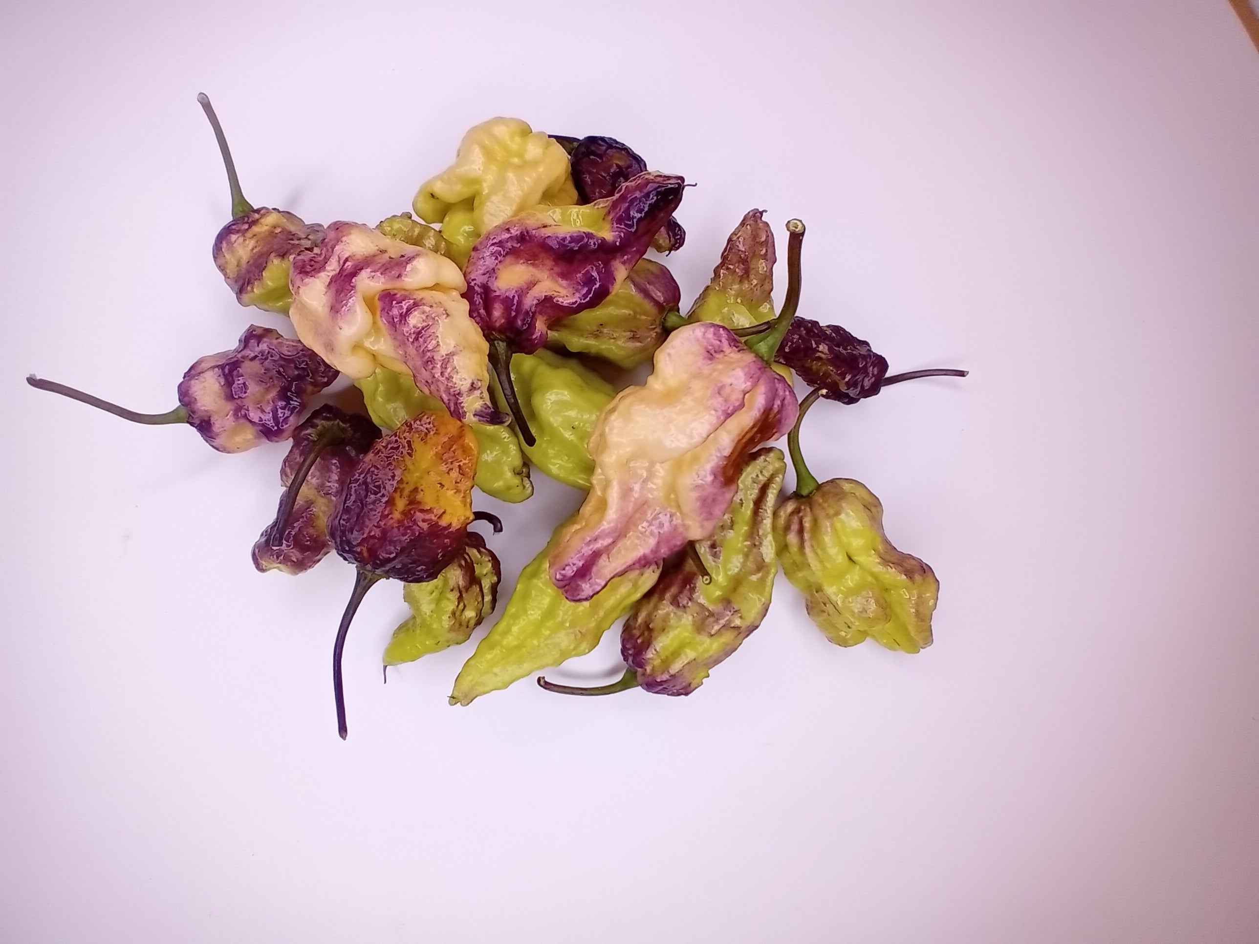 Seminţe Ardei - Purple Phantom